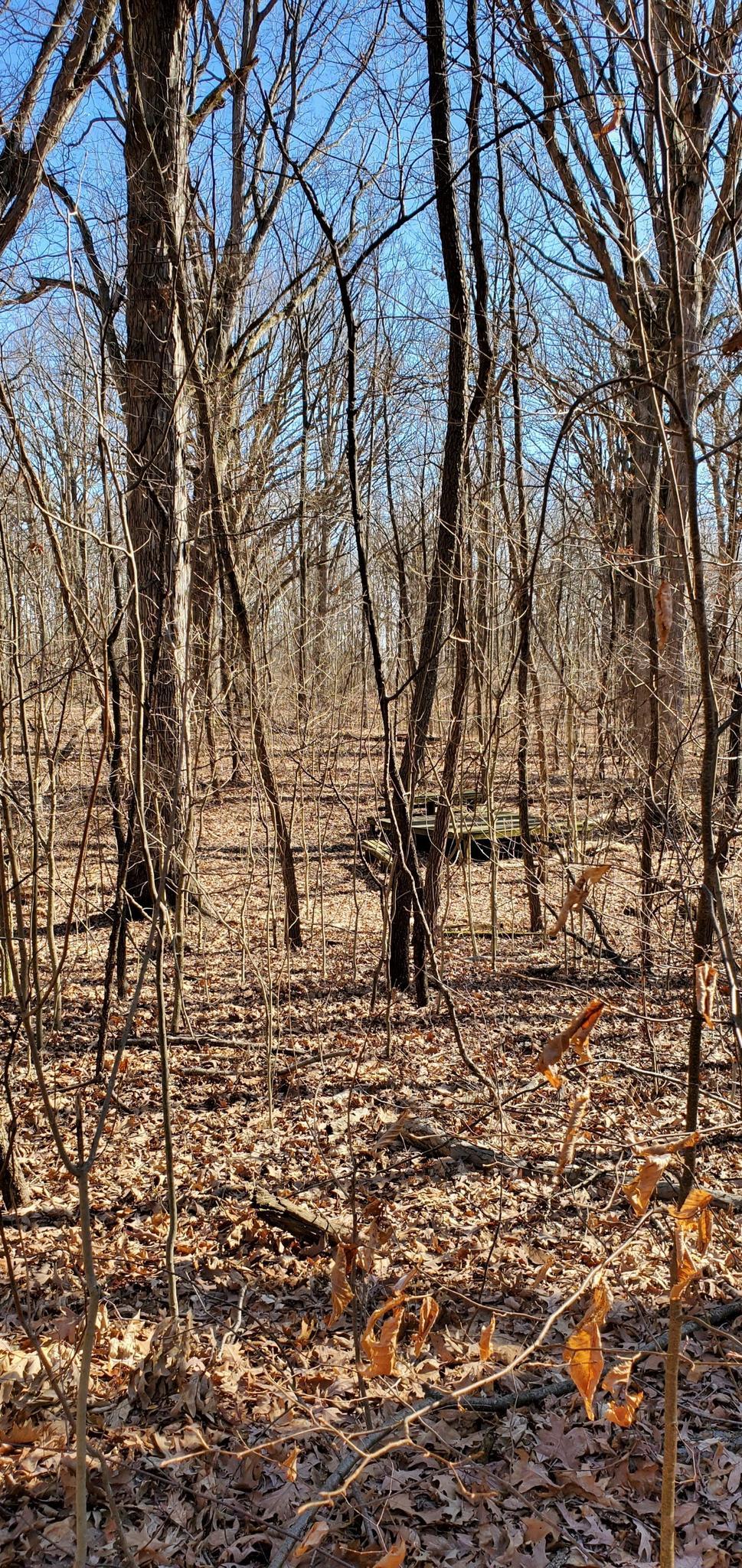 Sunny forest floor covered in brown leaves with many bare trees.