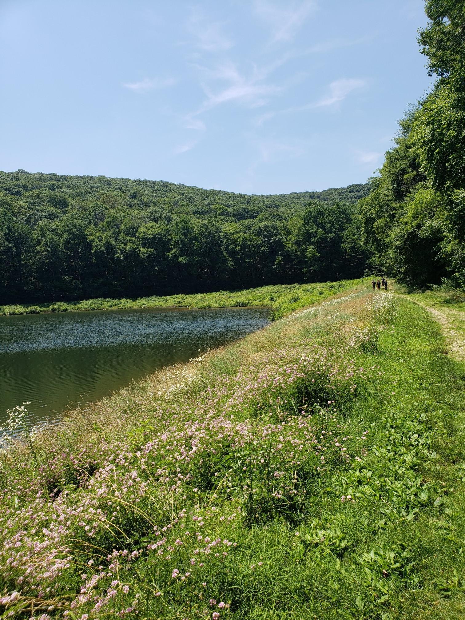 A grassy path beside a lake, surrounded by lush green trees. Sunny day.