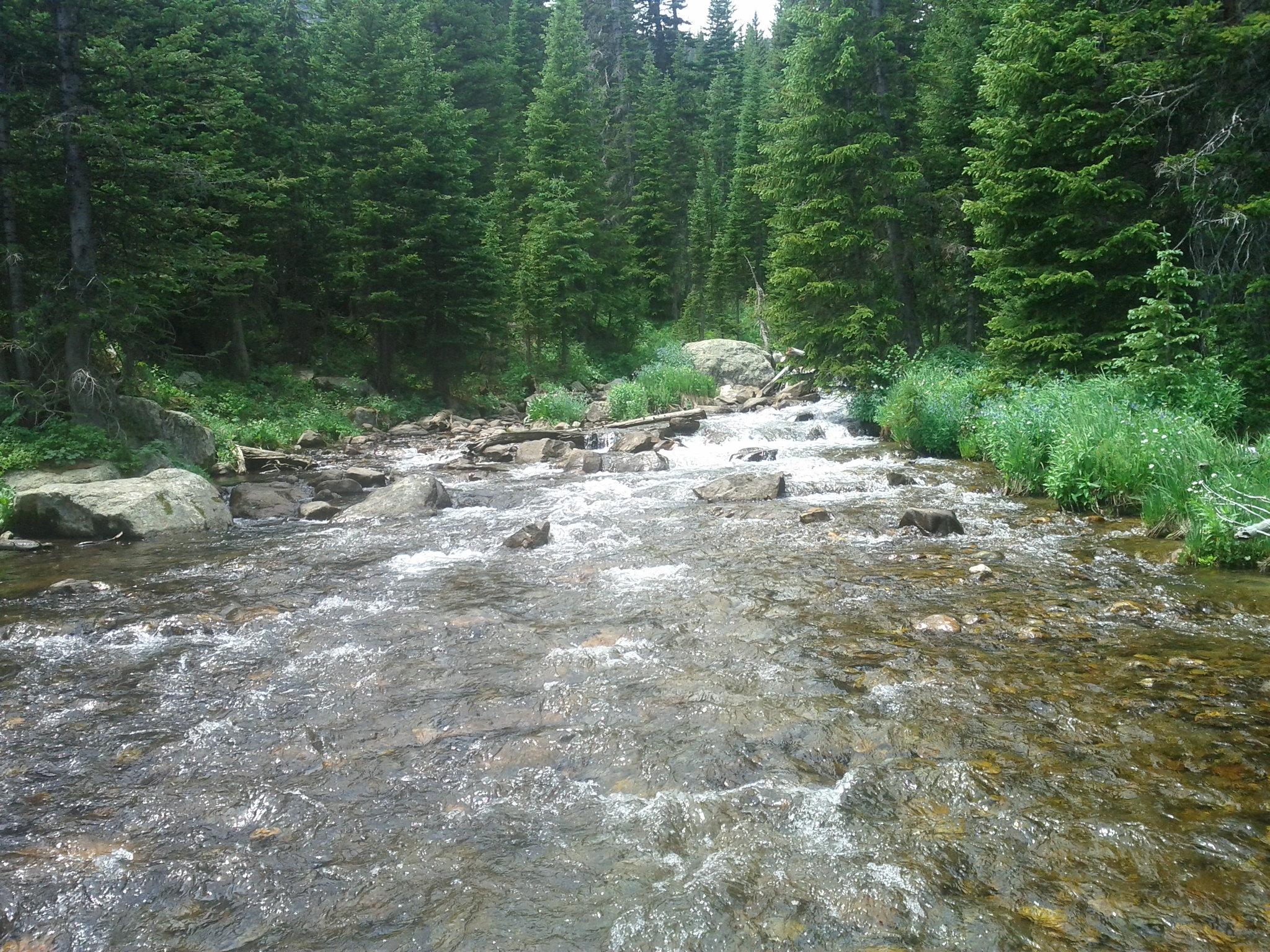 A rocky stream flows through a dense evergreen forest under natural light.