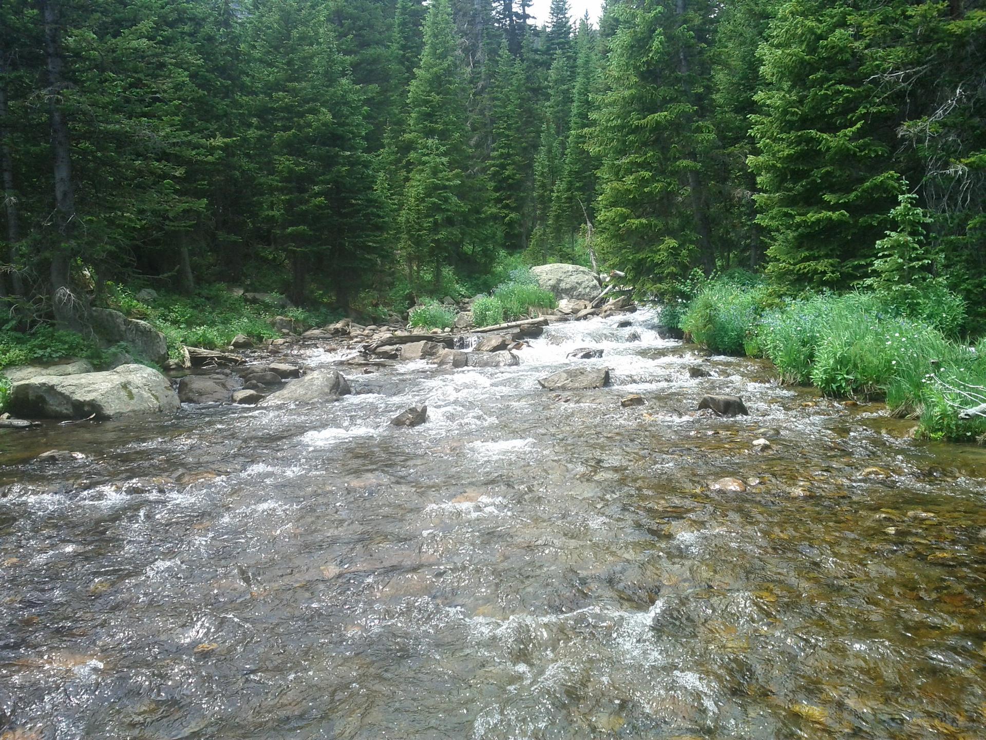 A rocky stream flows through a dense evergreen forest under natural light.