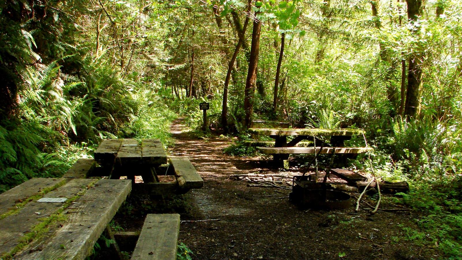 Shaded picnic tables sit along a dirt path in a lush green forest.