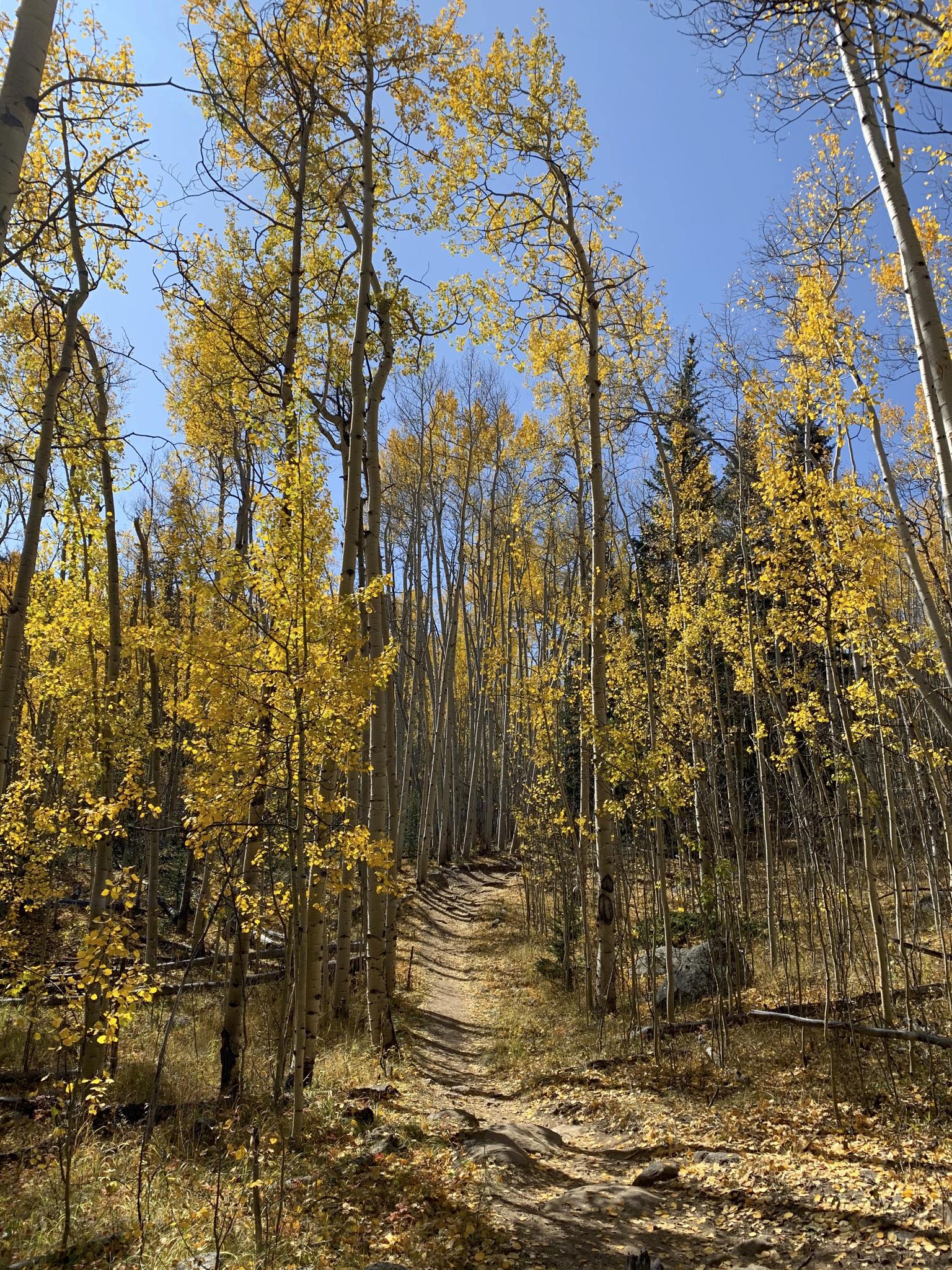A dirt path winds through a sunlit forest of tall yellow aspen trees.