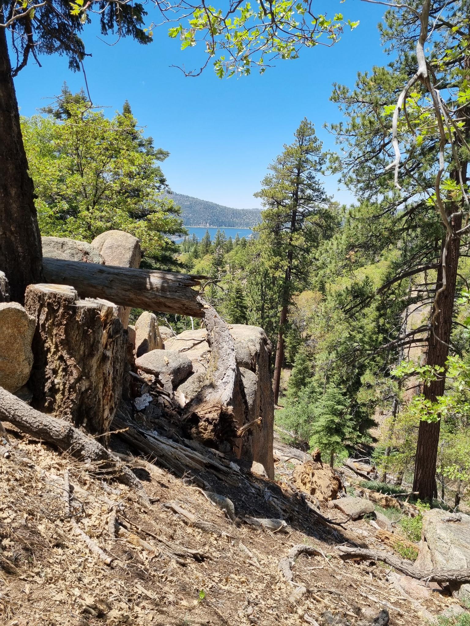 A sunny view through dense forest to a distant lake and mountains.
