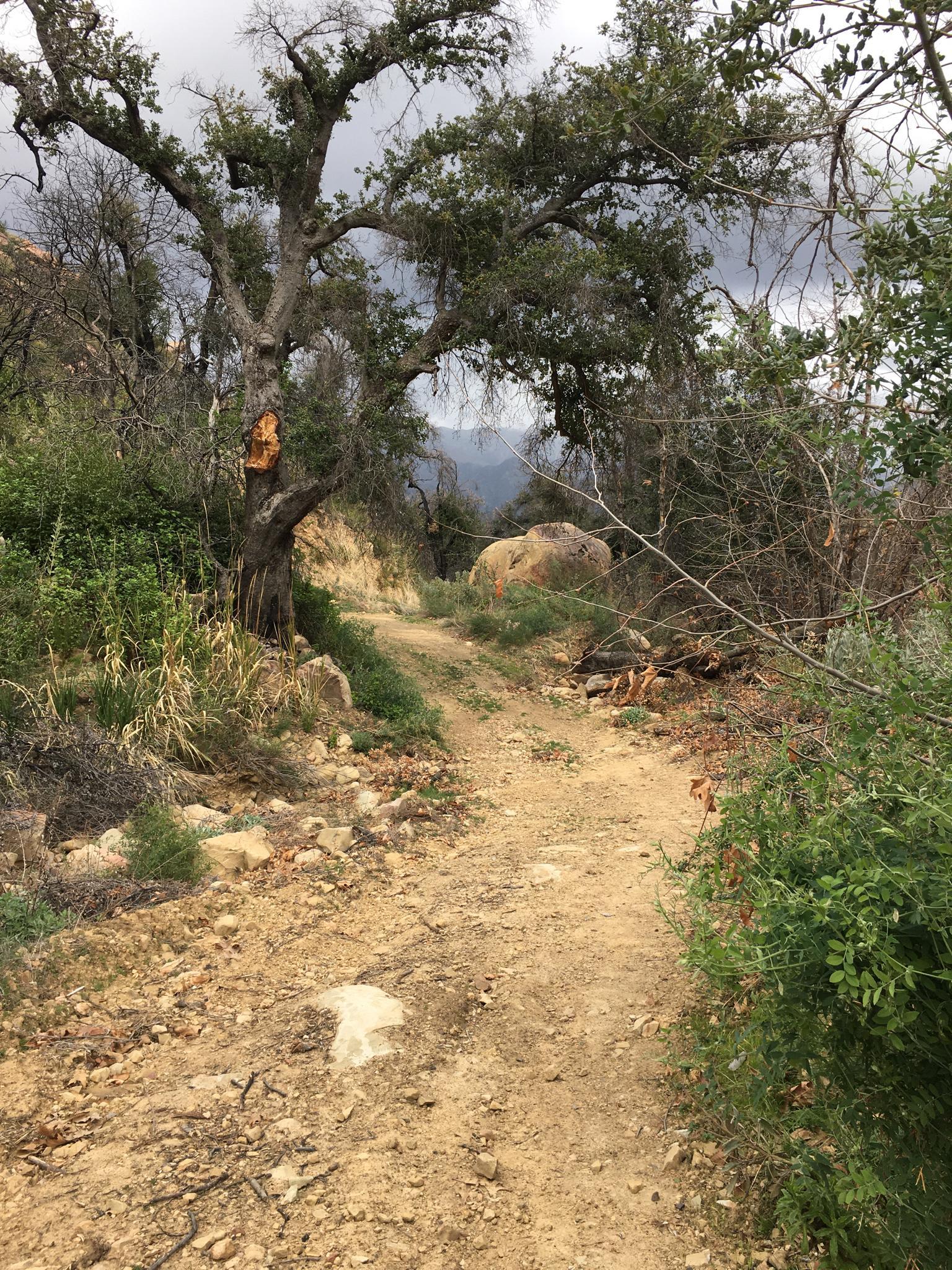 A dirt path winding through trees and boulders on an overcast day.