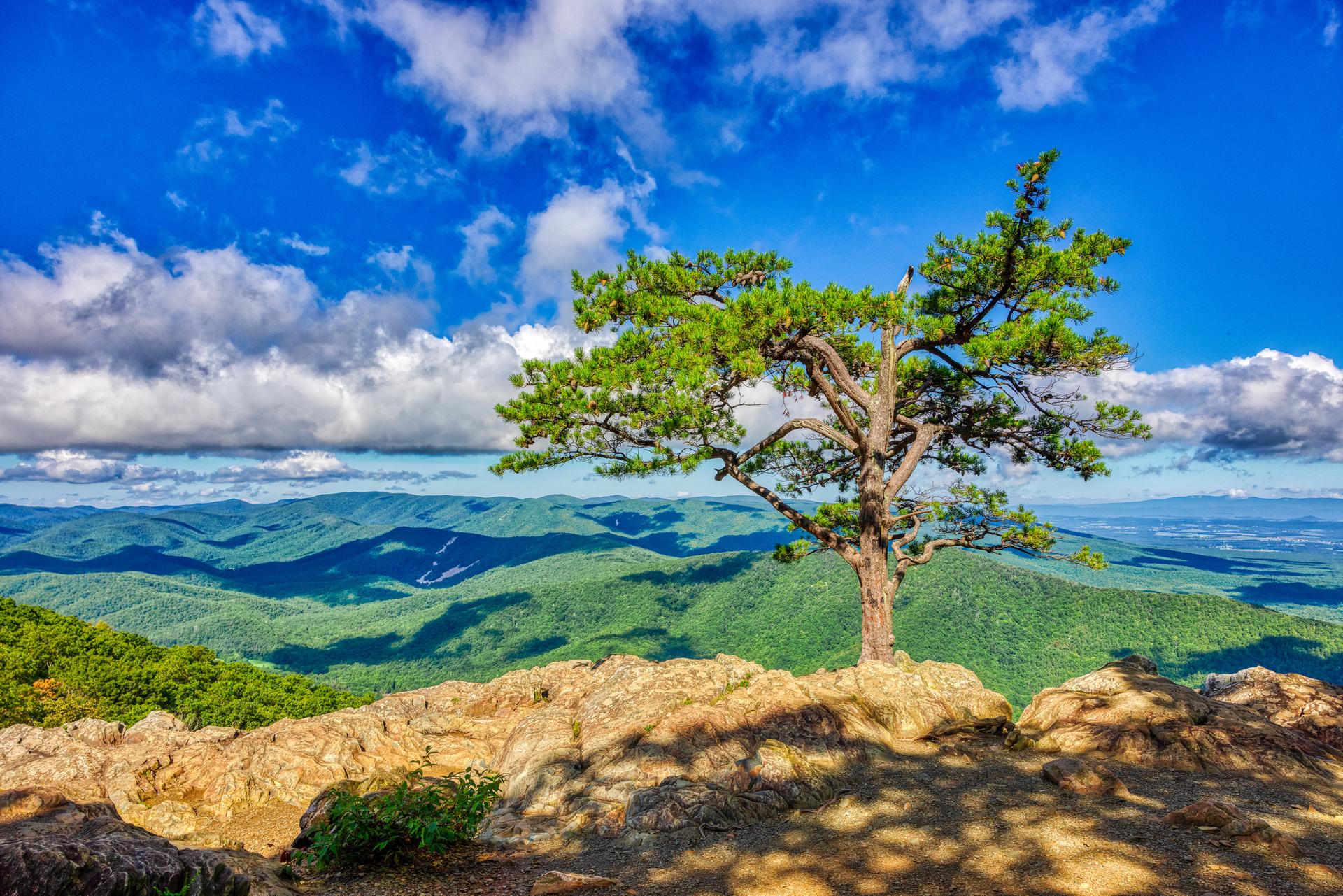A lone pine tree on a rocky cliff overlooking green mountains.