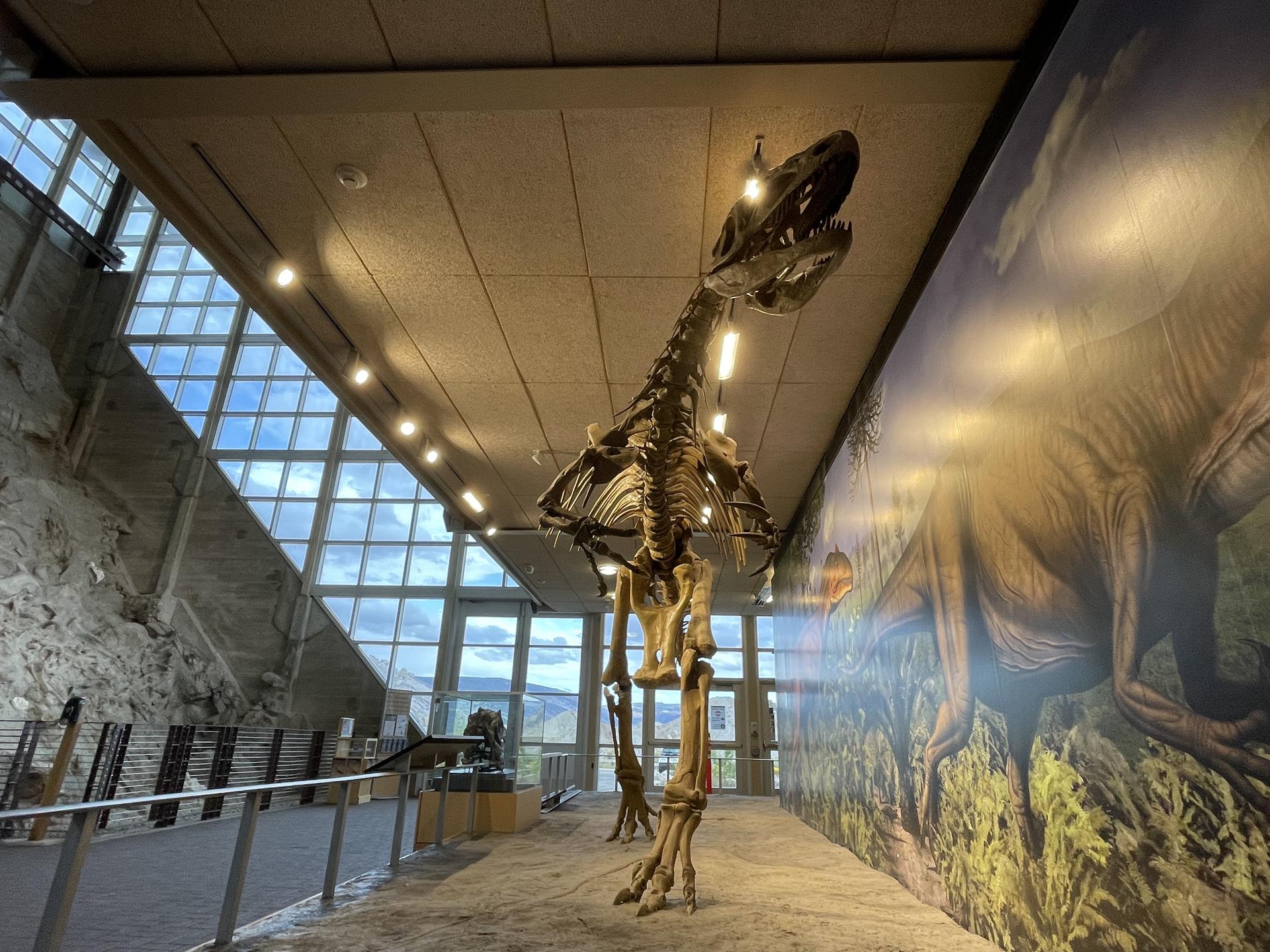 A large dinosaur skeleton stands in a modern exhibit hall with big windows.
