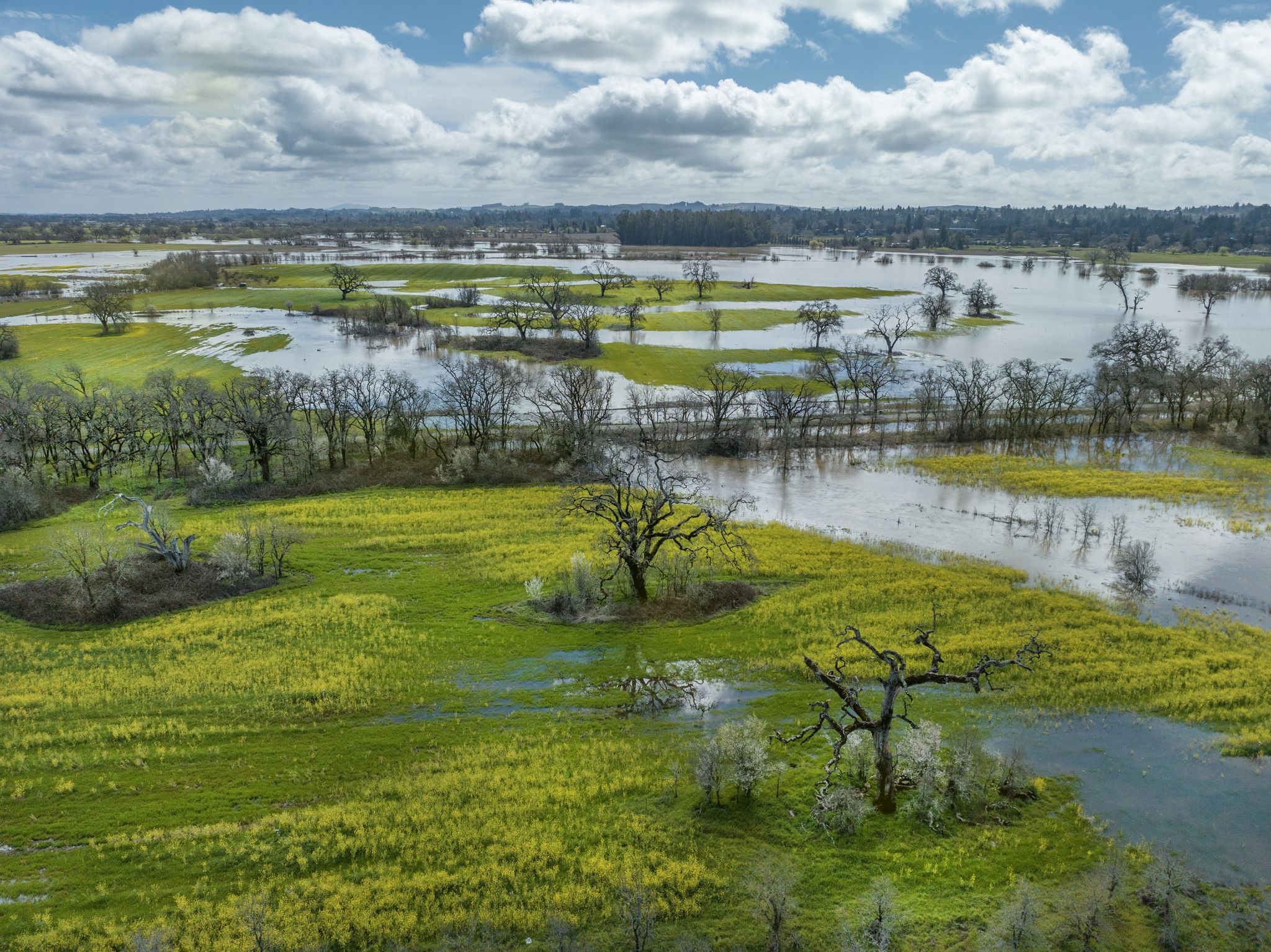 Flooded green fields and bare trees under a bright, cloudy sky. - Laguna de Santa Rosa Trail