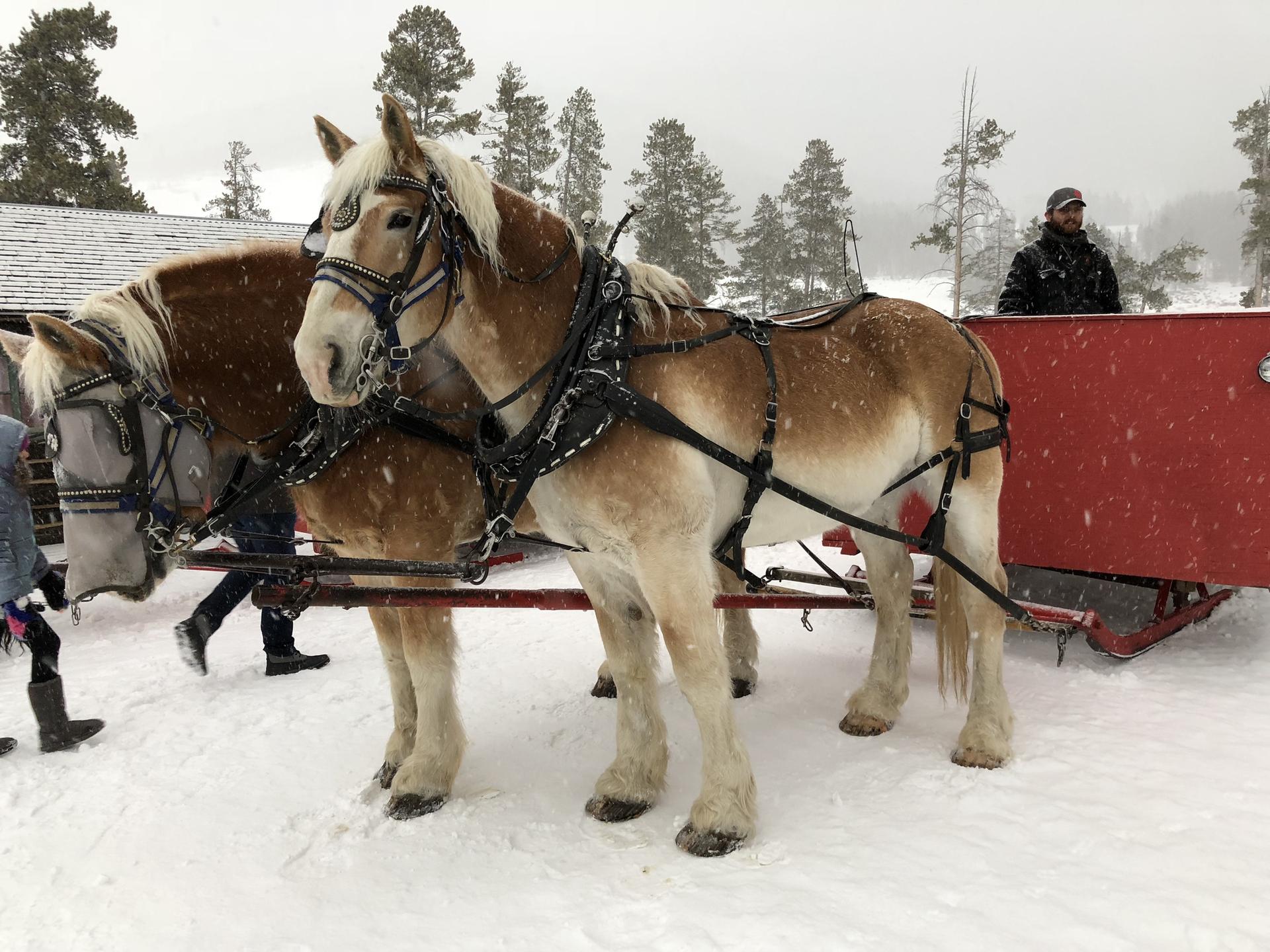 Two horses in harnesses stand in a snowy landscape with a red sleigh.