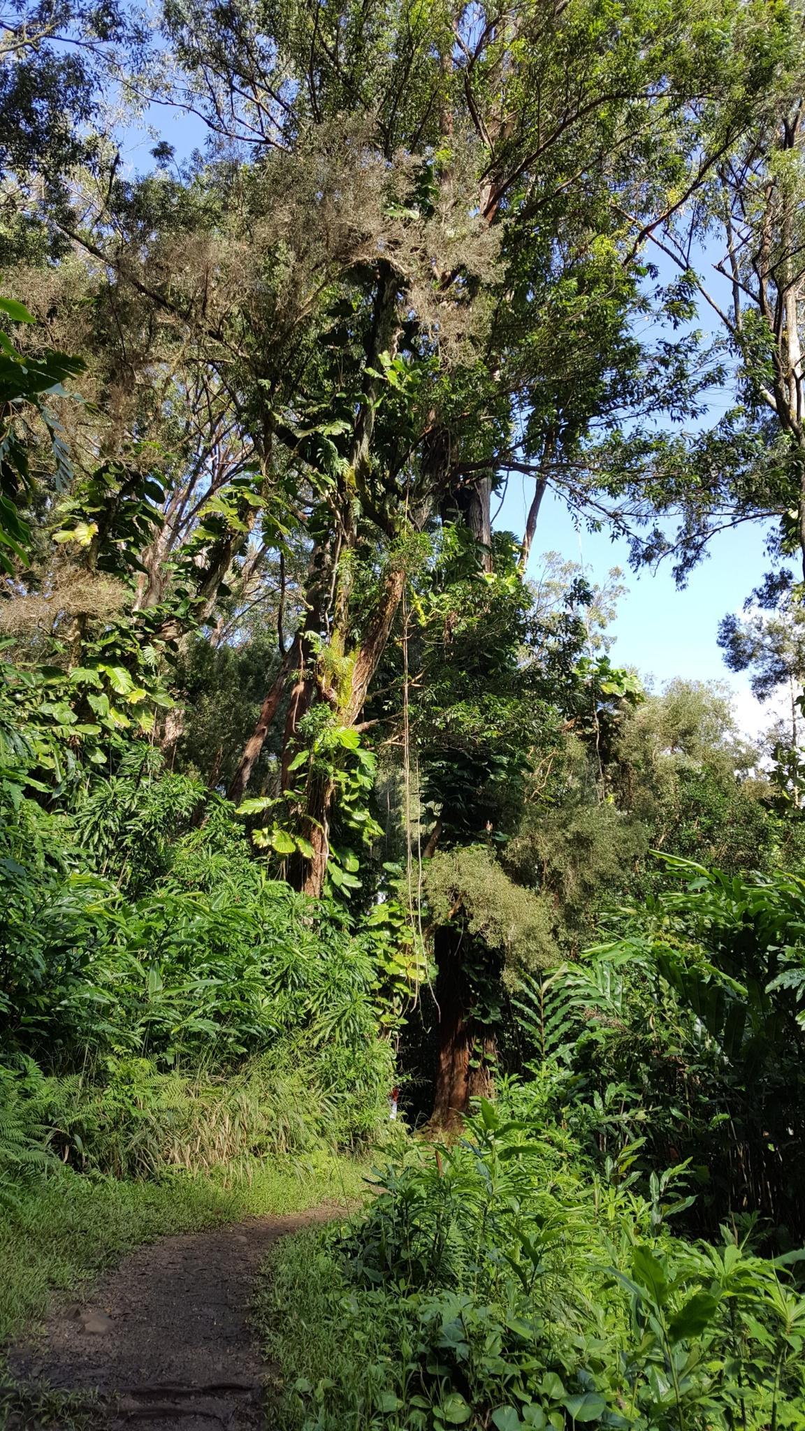 A narrow dirt path winds through a dense, sunlit tropical forest with tall trees.