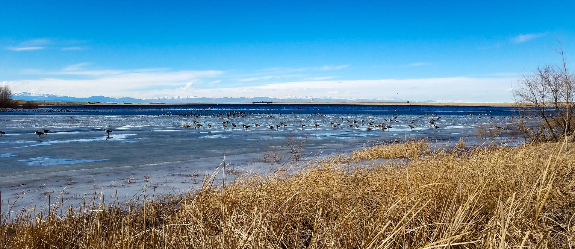 Panoramic view of a partially frozen lake with many birds and dry grass.