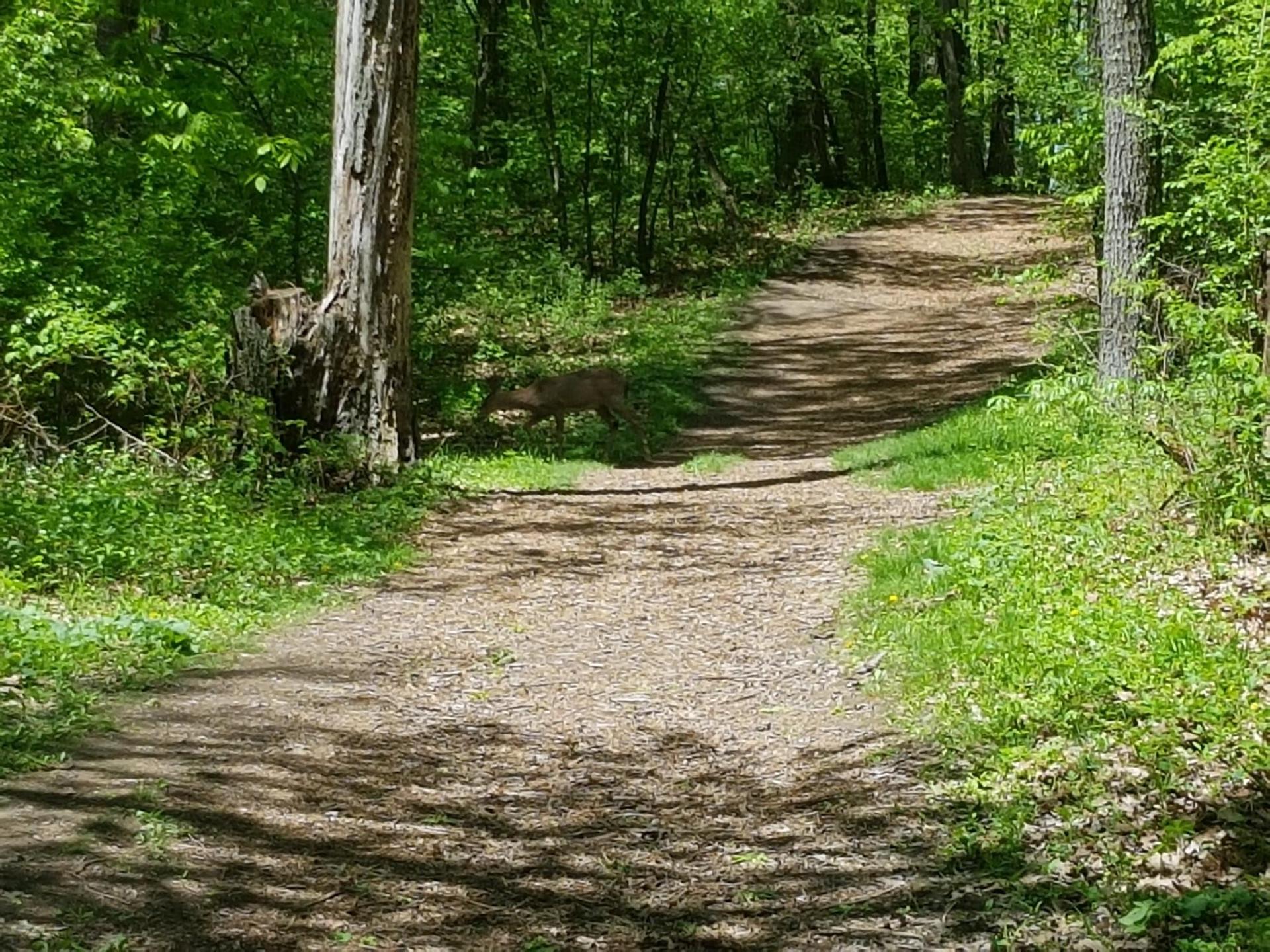 A winding dirt path through a sunlit green forest, with a hidden deer.