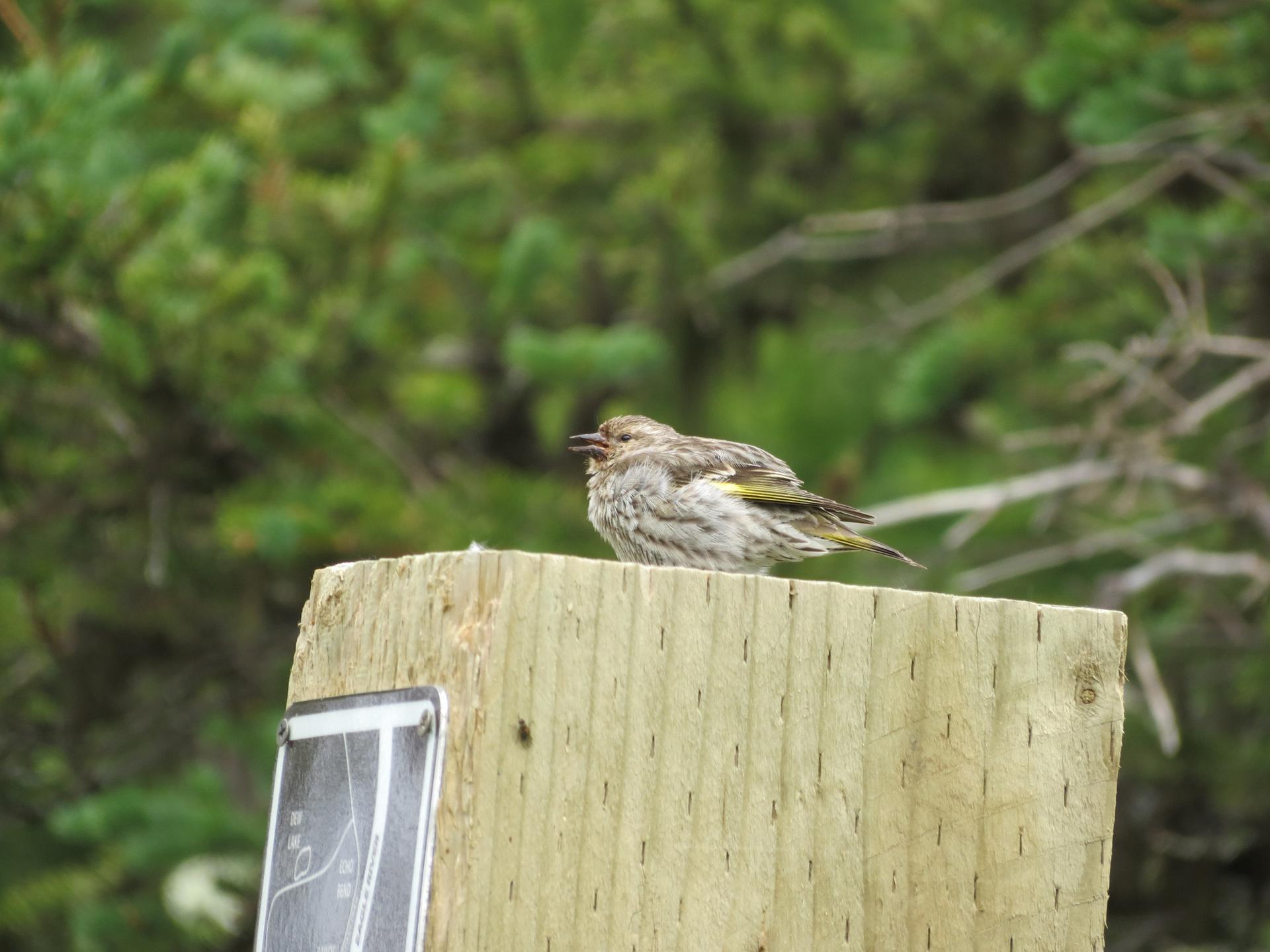 A small, speckled bird perches on a wooden post in natural light.