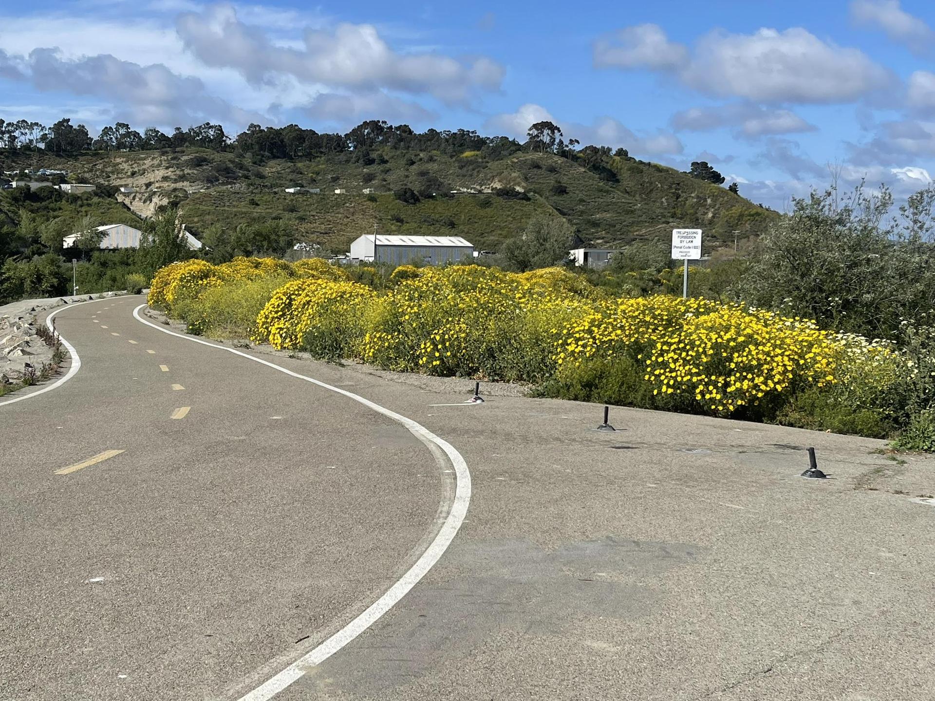 Curving road bordered by bright yellow wildflowers and green hills under a cloudy sky.
