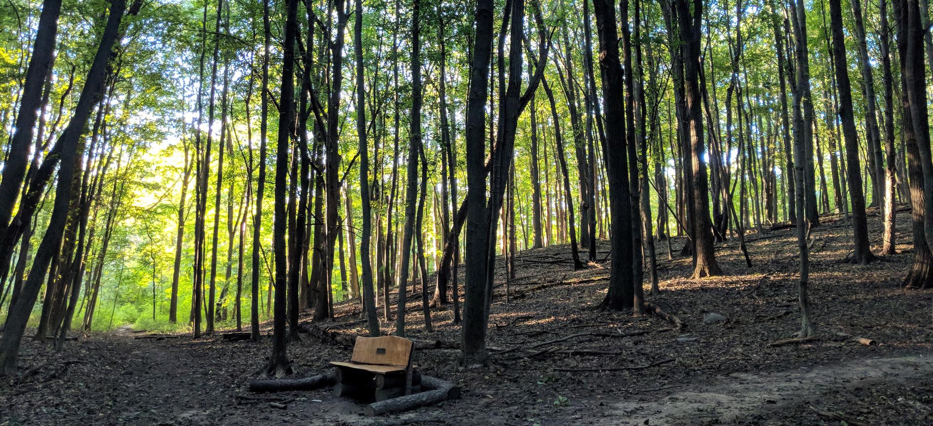 A wooden bench sits in a sun-dappled forest with tall, slender trees.