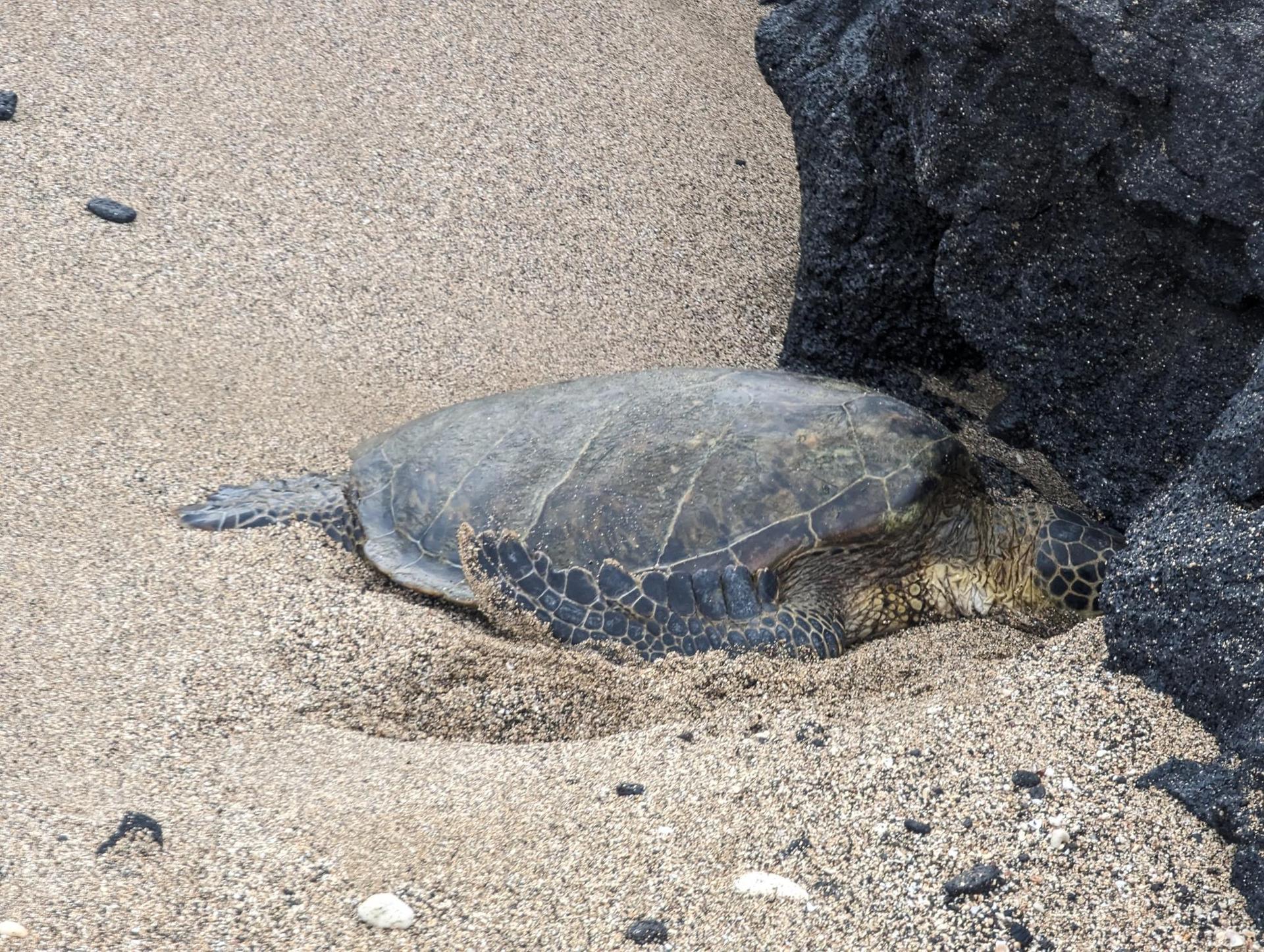 A sea turtle rests on the sand next to dark volcanic rocks.