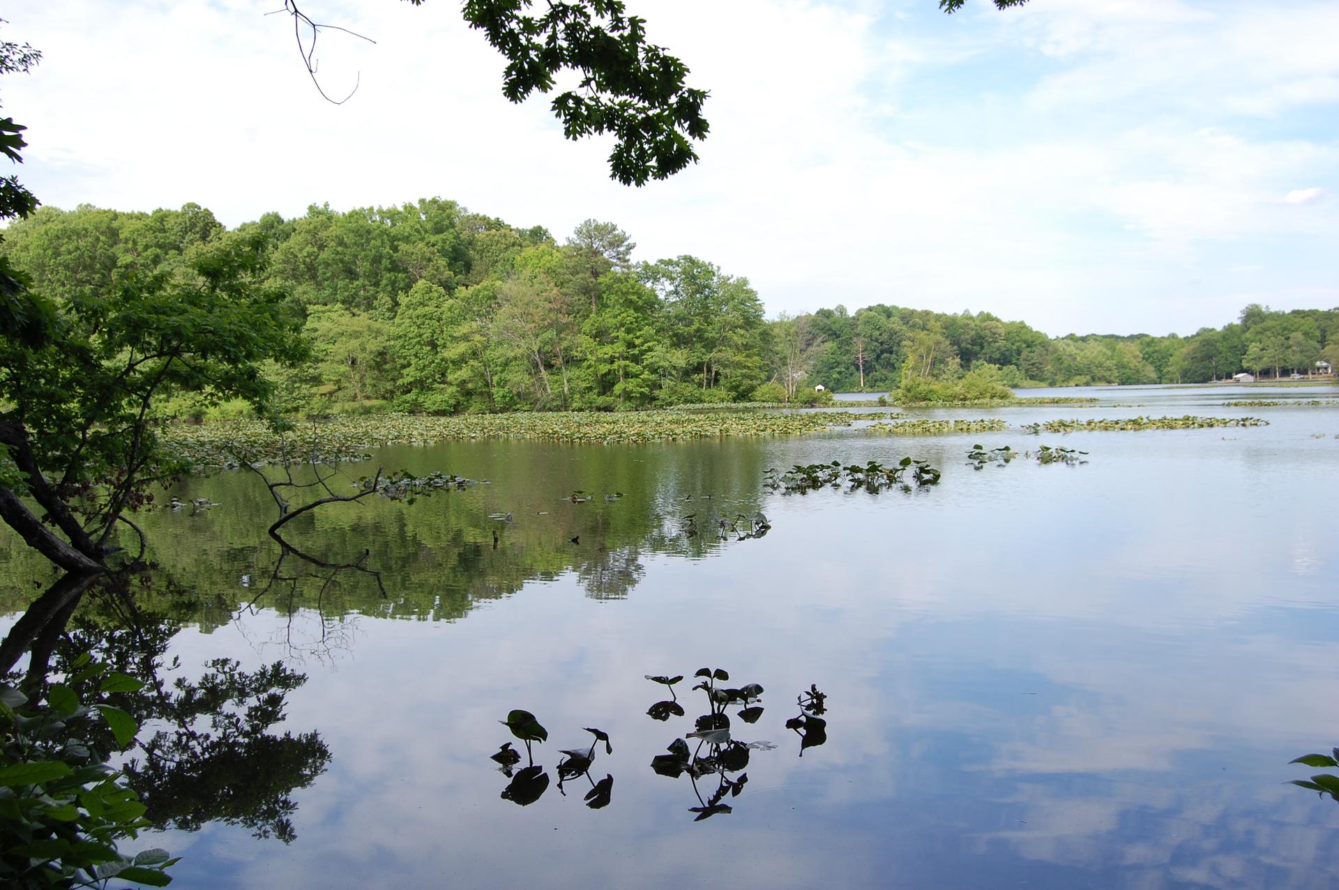 A serene lake with lily pads reflecting a partly cloudy sky and green trees.