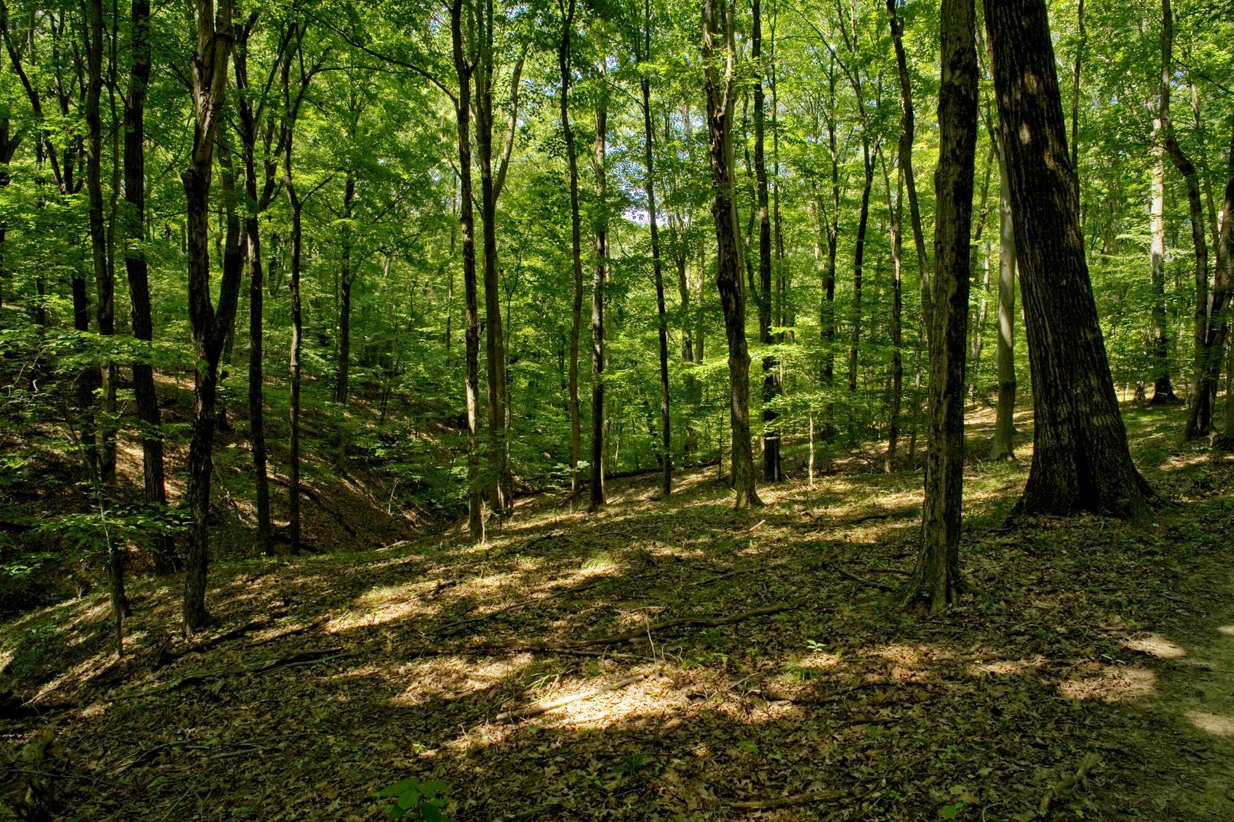 Sunlight filters through a dense green forest, illuminating the leaf-covered ground.