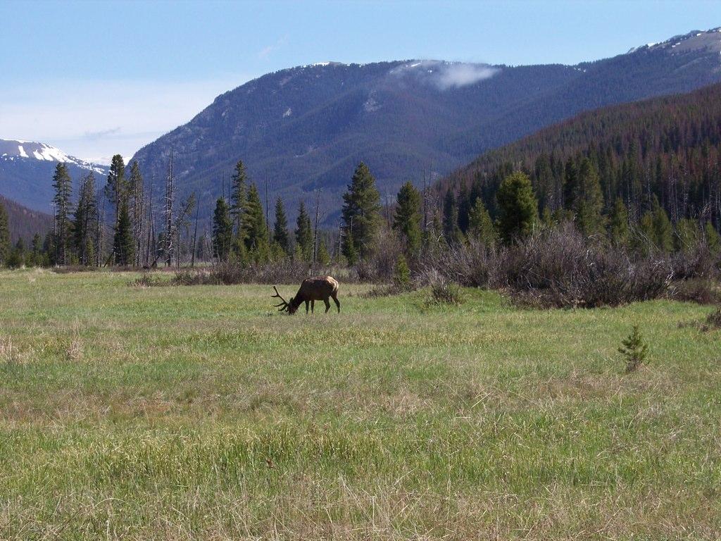 An elk grazes in a sunny meadow with mountains and pine trees.