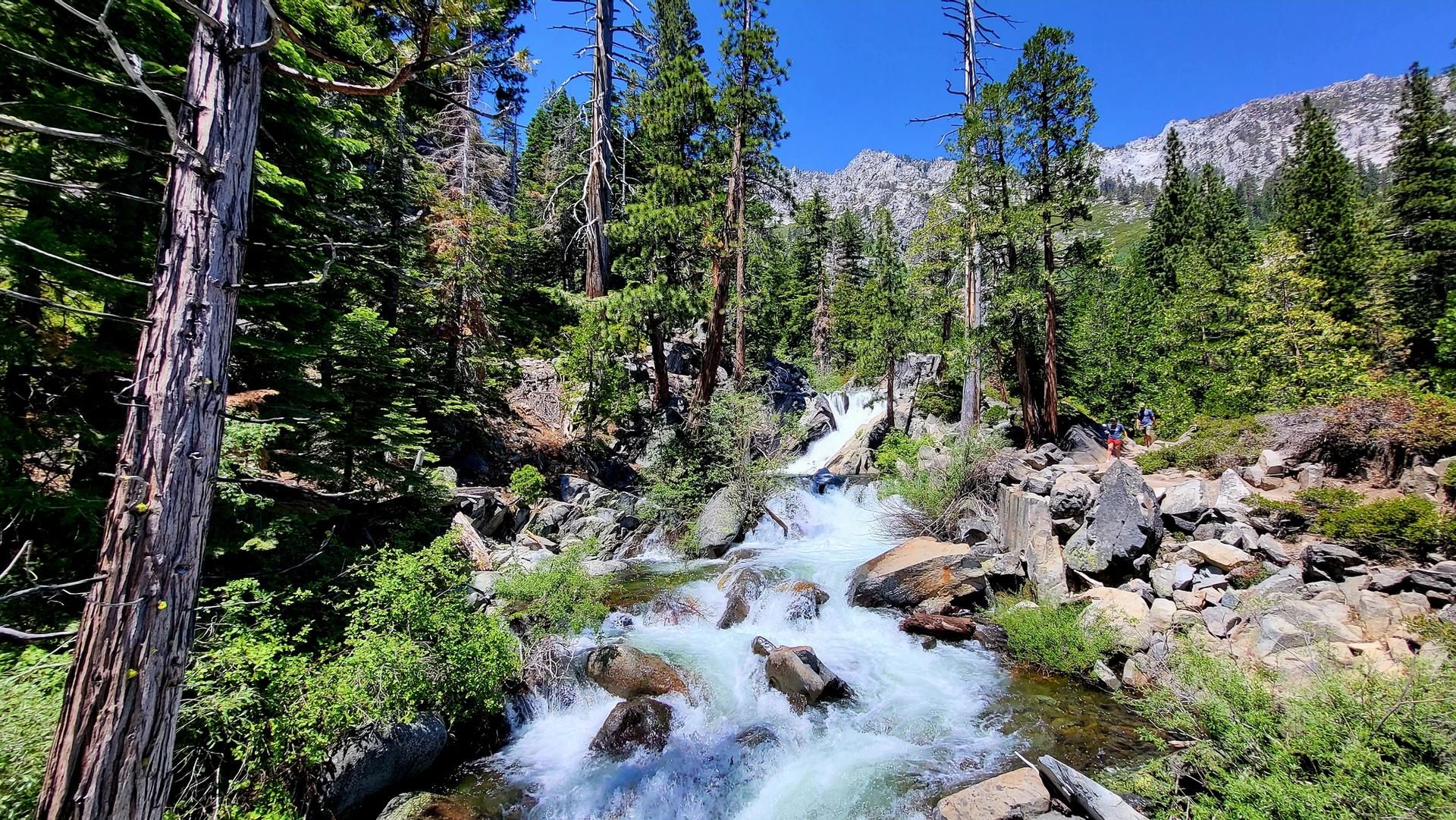 Rushing river flowing over rocks through a dense green forest on a sunny day.