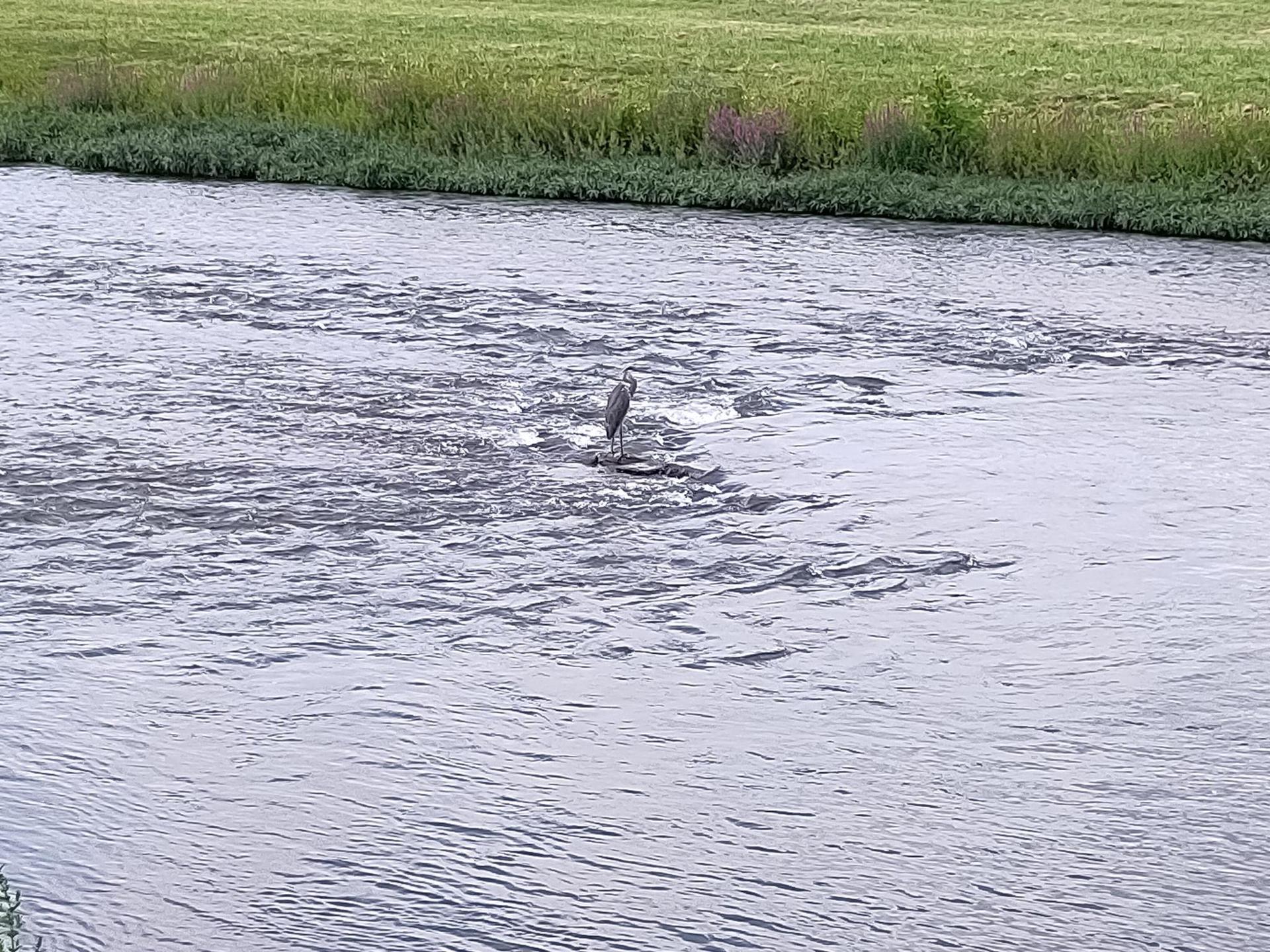 A heron stands in the shallow, flowing water of a river.