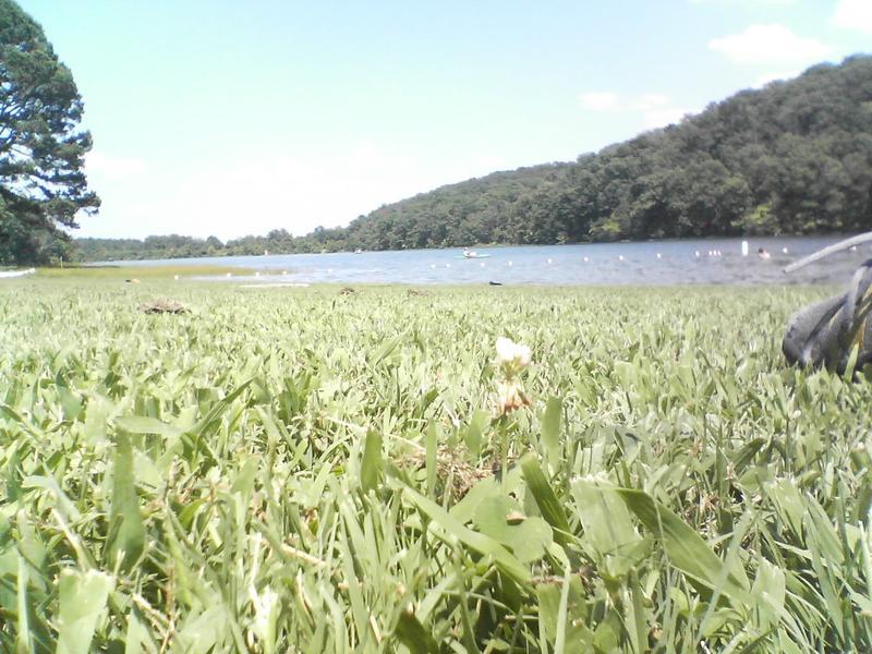 Tall grass in foreground, lake with forested hills under bright sky.