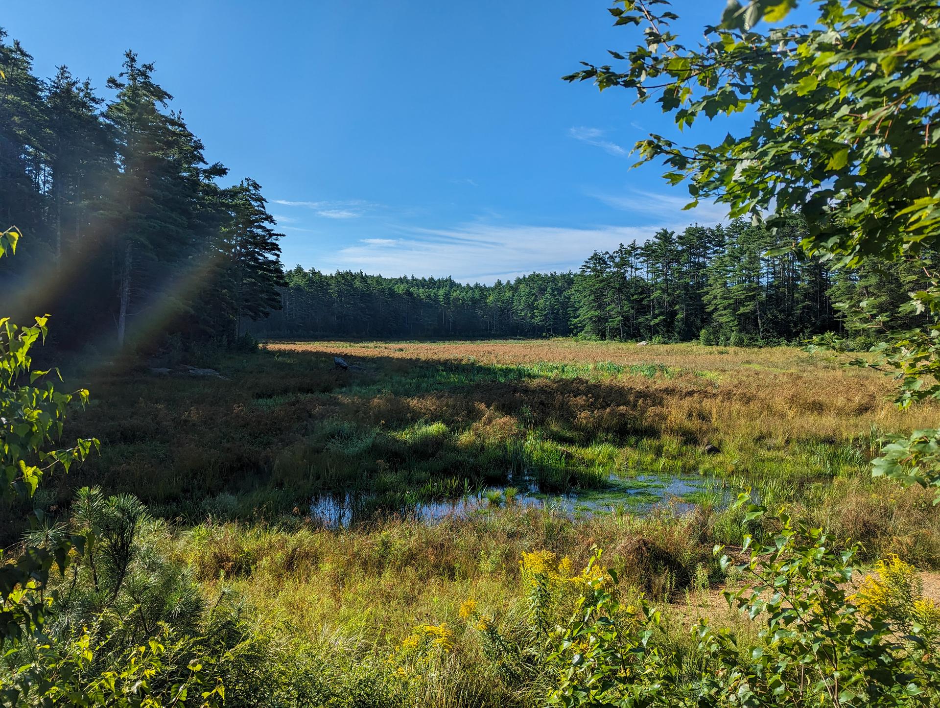 Sunny wetland with green and brown grasses, surrounded by dense evergreen forests.