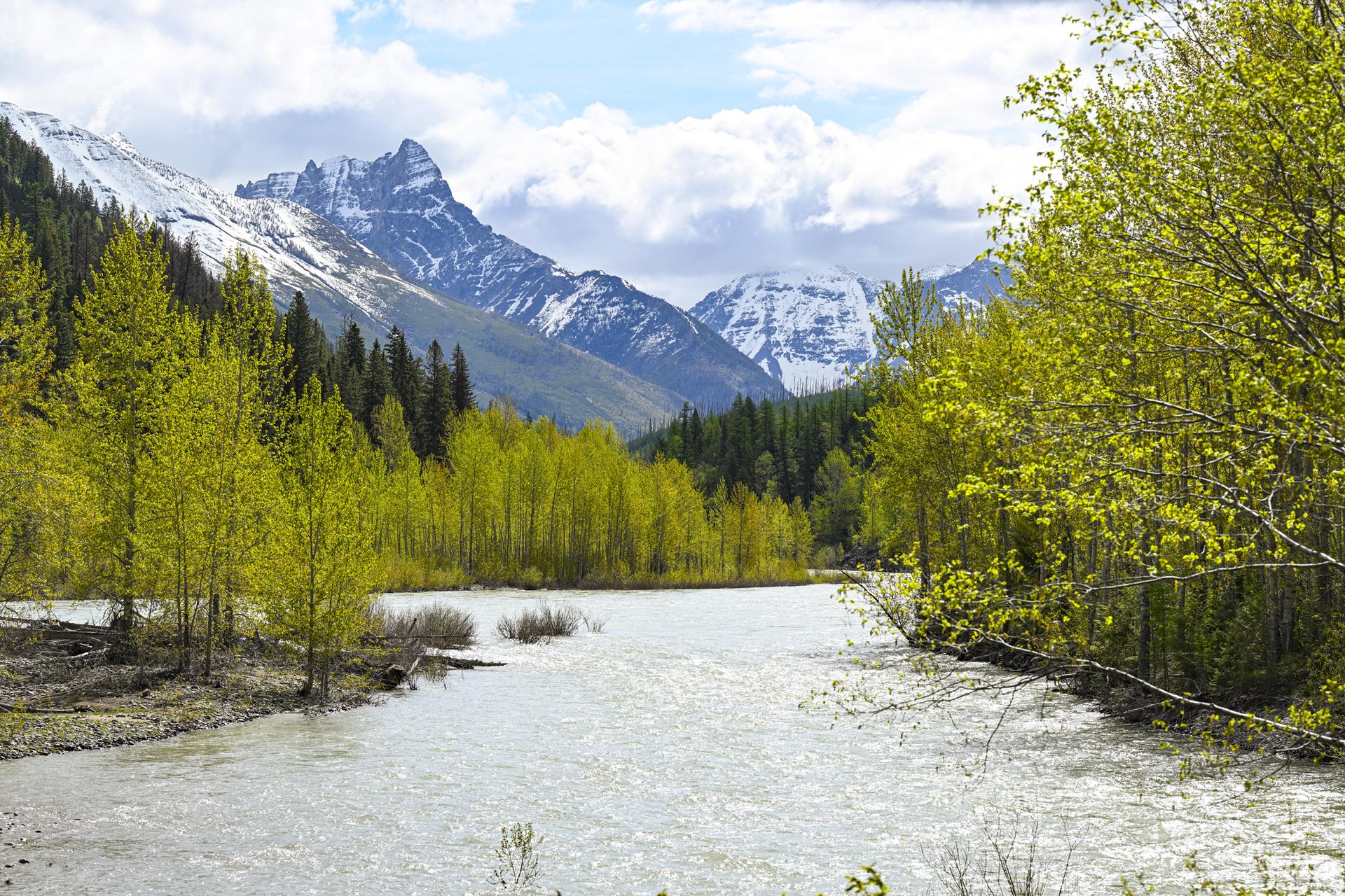 Wide river flowing through bright green trees with snow-capped mountains.