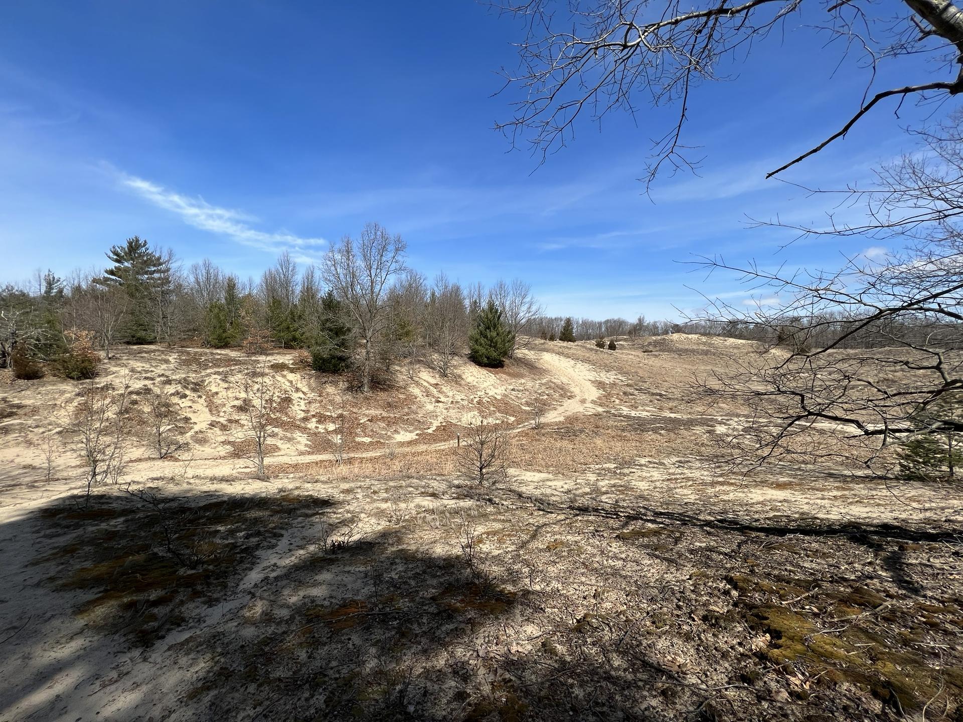 Sunny, sandy hills with sparse trees under a bright blue sky.