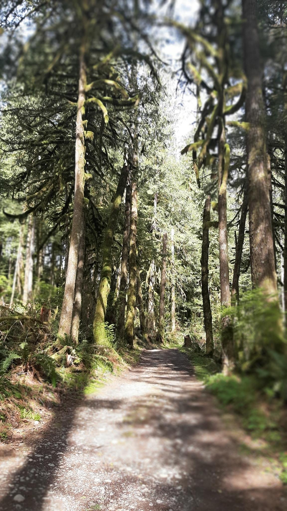 A sun-dappled forest path winds through tall, mossy trees.