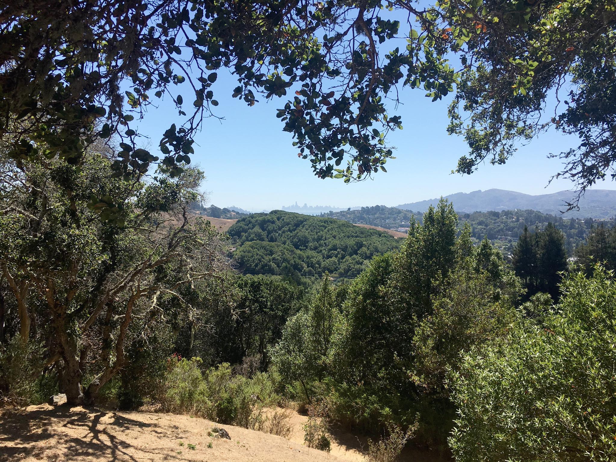 Sunny view through trees of green hills and a distant city skyline.
