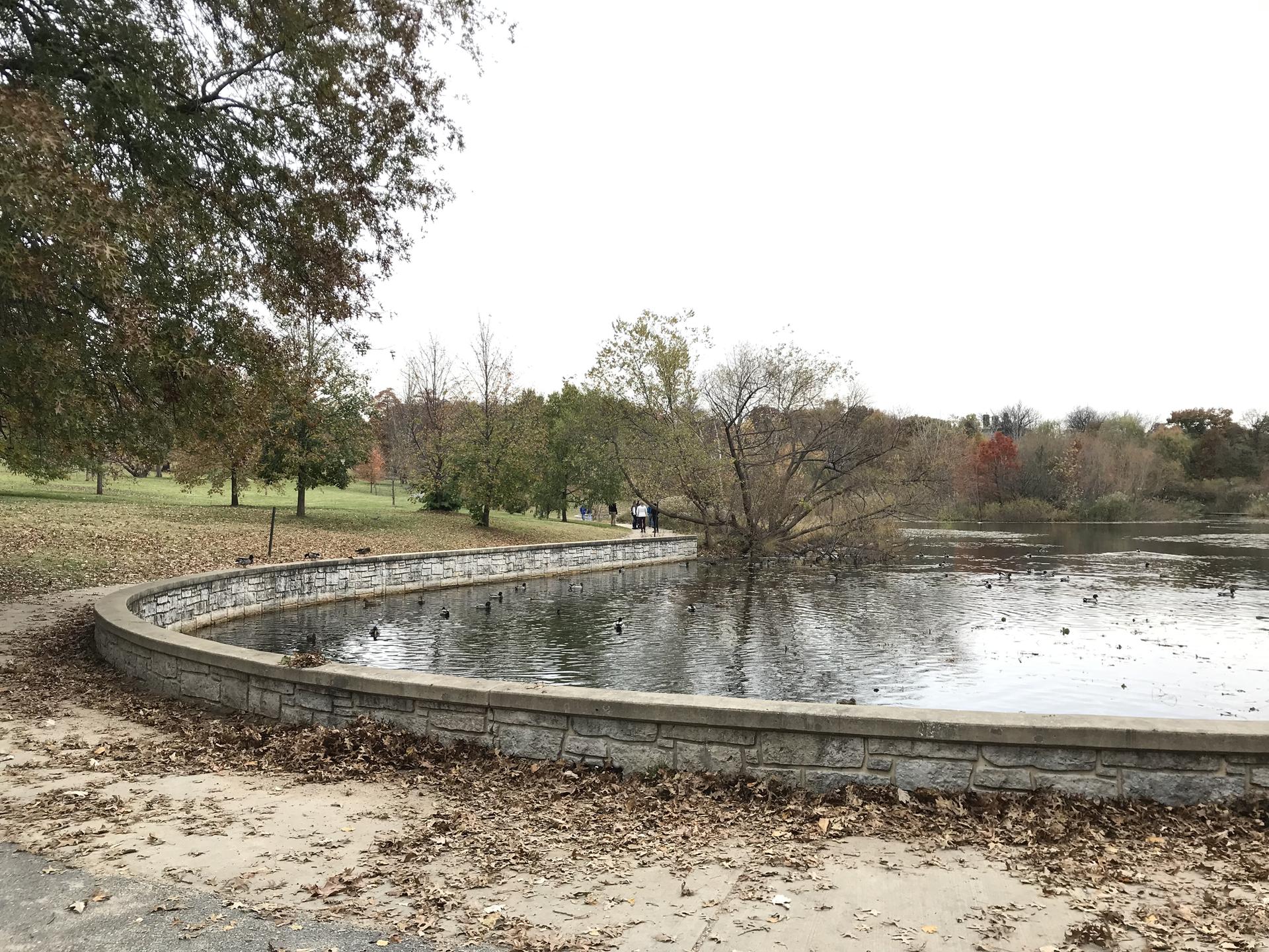 Overcast day at a pond with a curved stone wall and ducks.