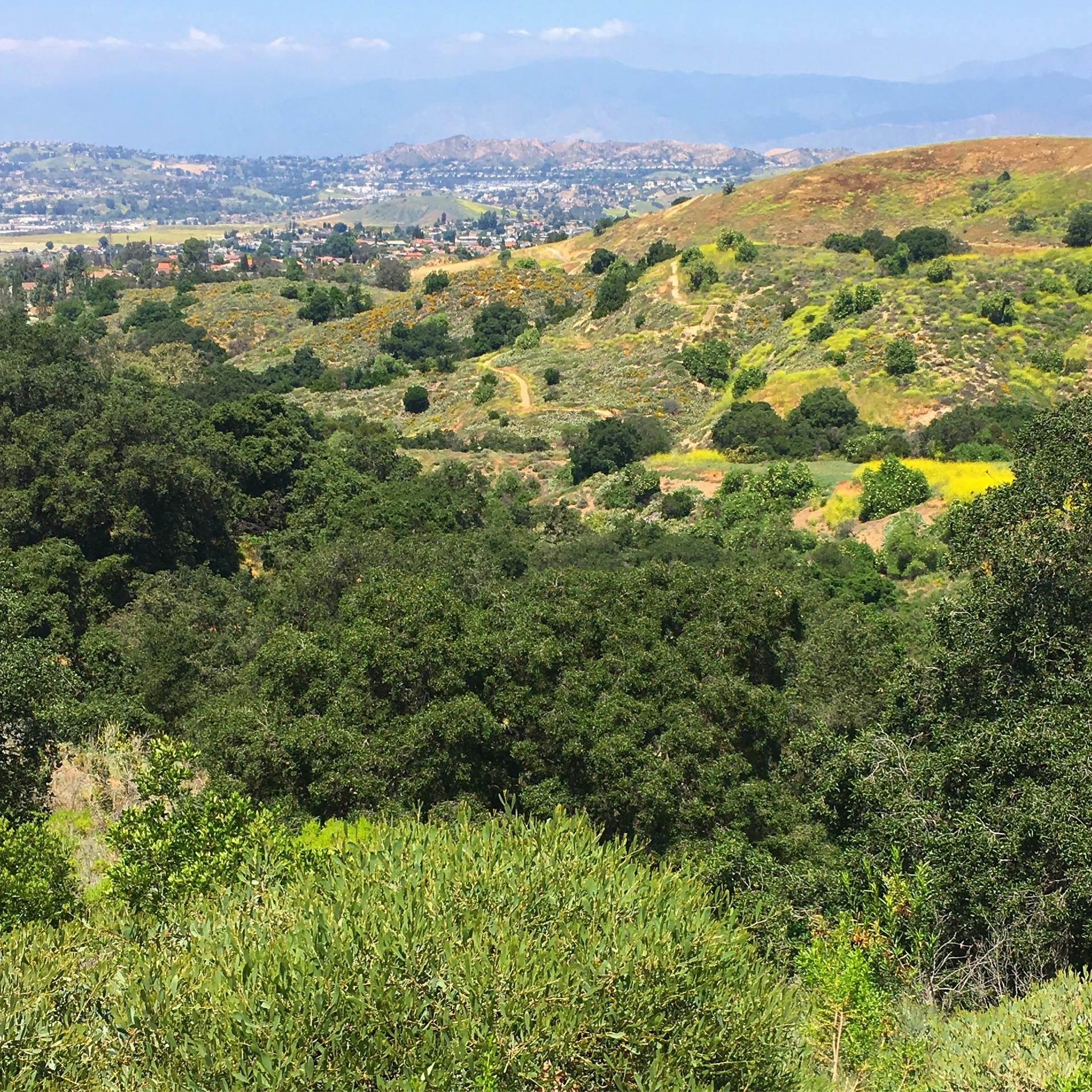Sunny hillside vista with green trees, yellow wildflowers, and distant mountains.
