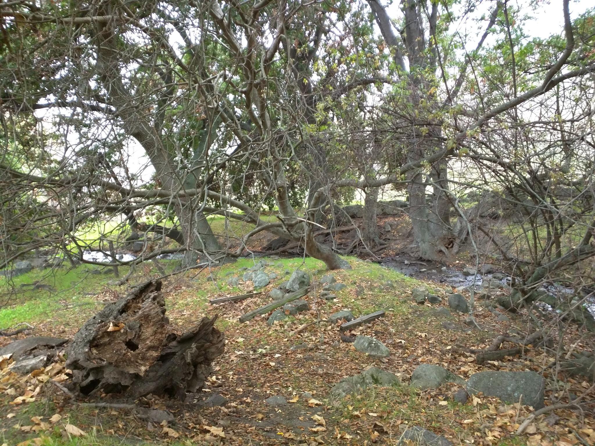 Dense, gnarled trees and a fallen log beside a small stream.