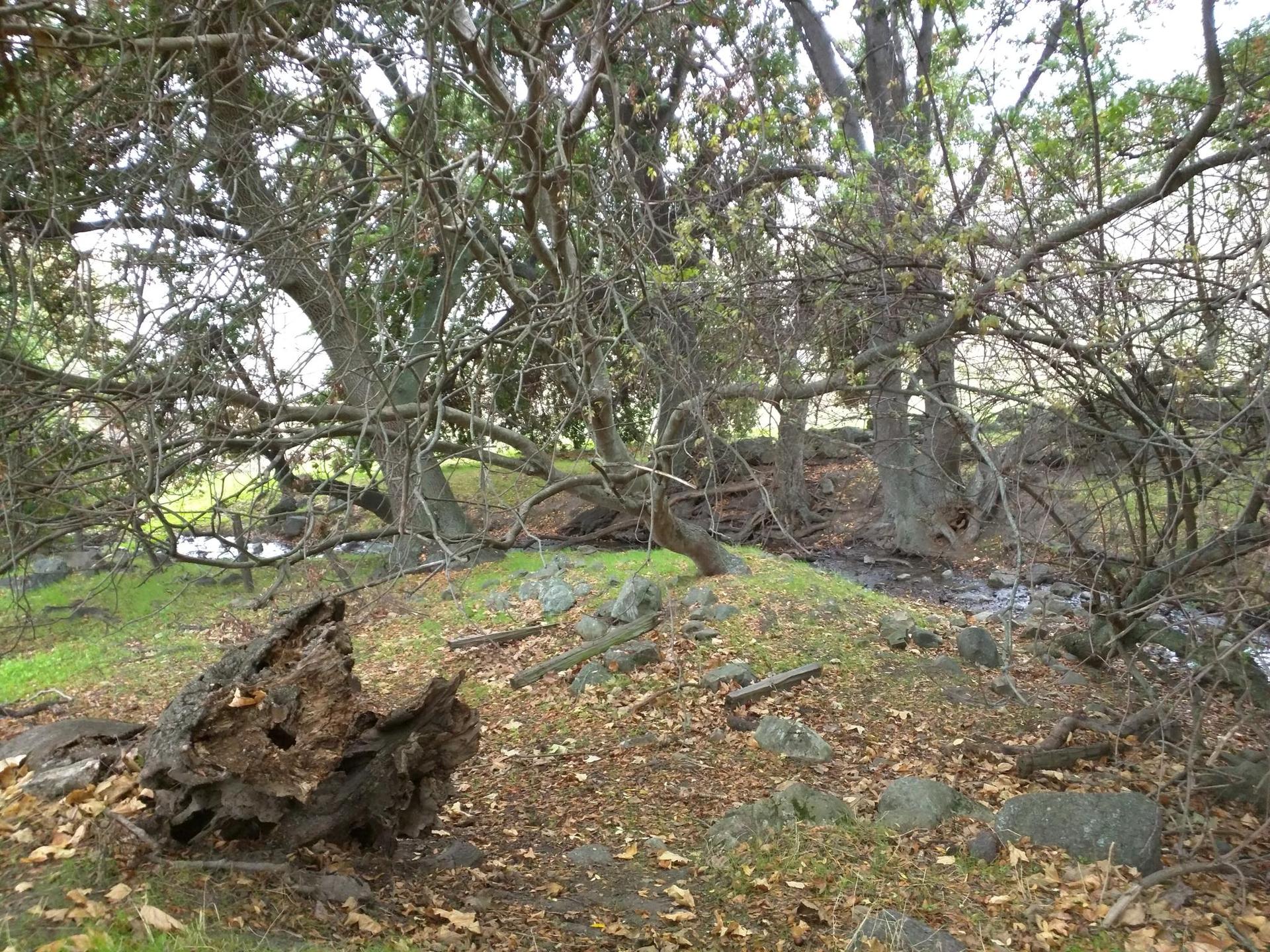 Dense, gnarled trees and a fallen log beside a small stream.