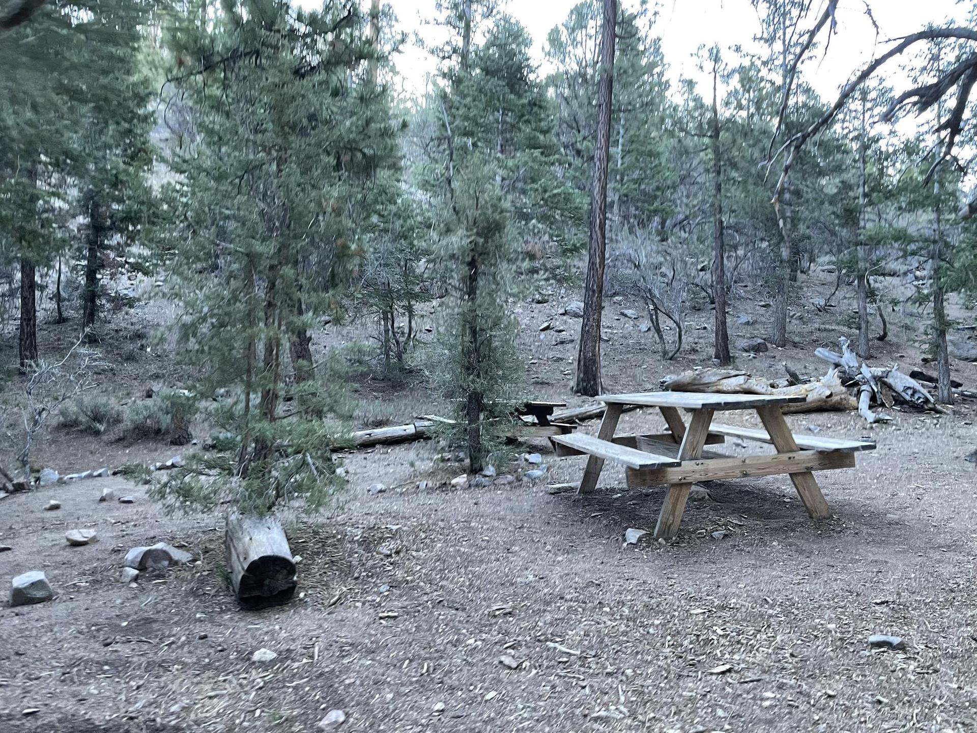 A wooden picnic table in a dim, sparse forest clearing.