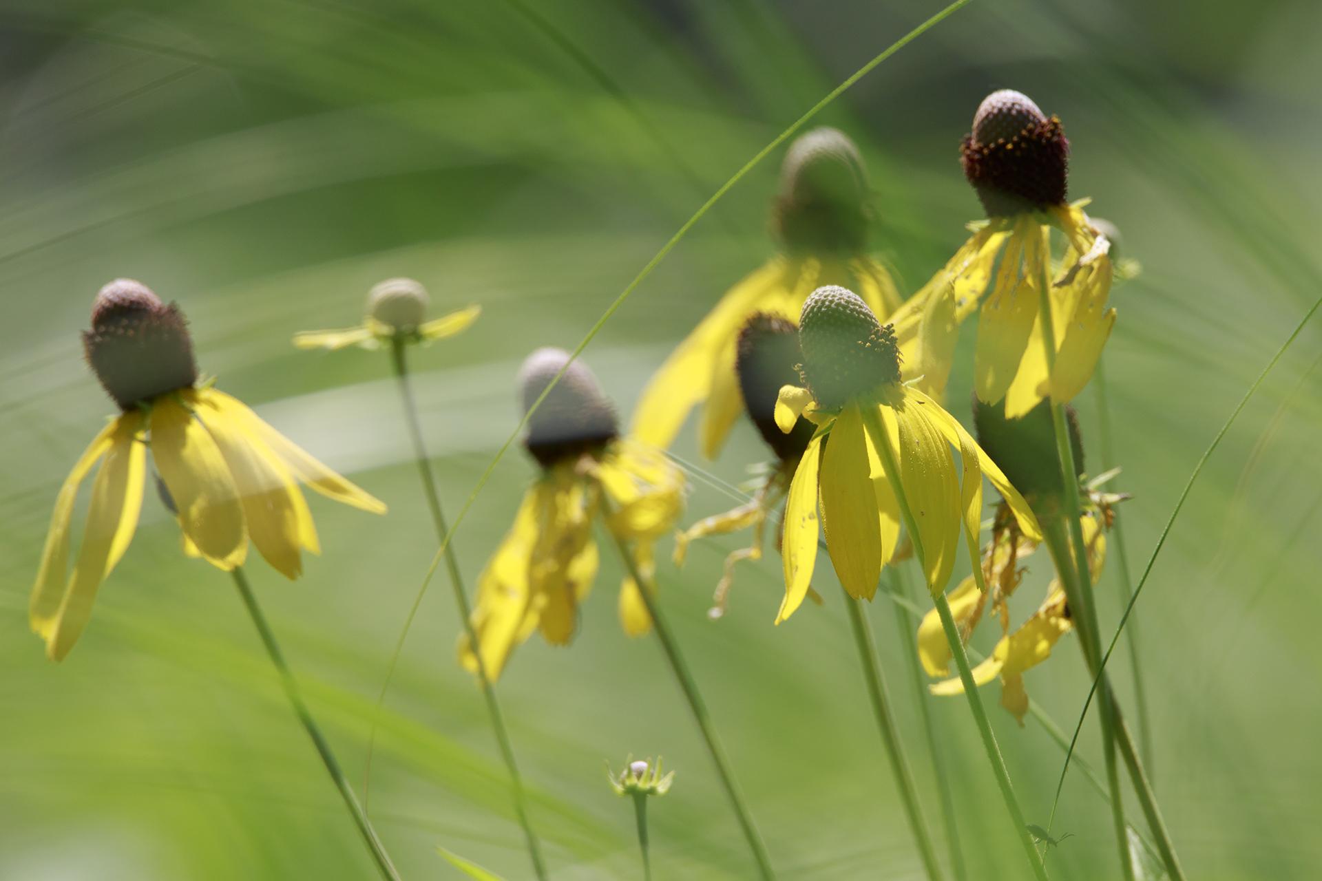 Close-up of several yellow coneflowers with brown centers in soft light.