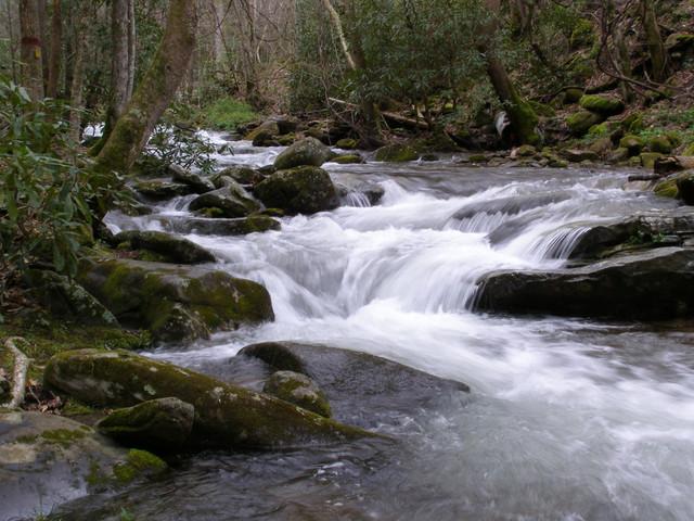 A clear stream rushes over mossy rocks through a dense, green forest.