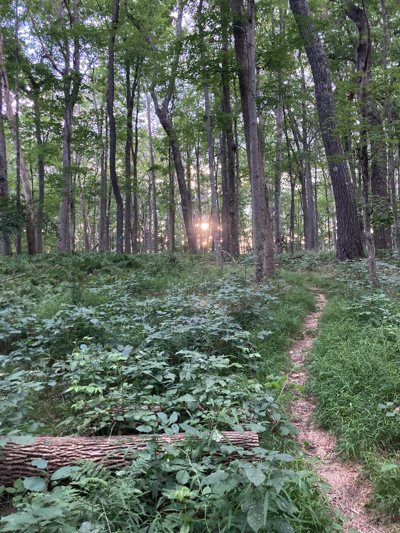 Sunlight streams through tall trees onto a forest path with green foliage.