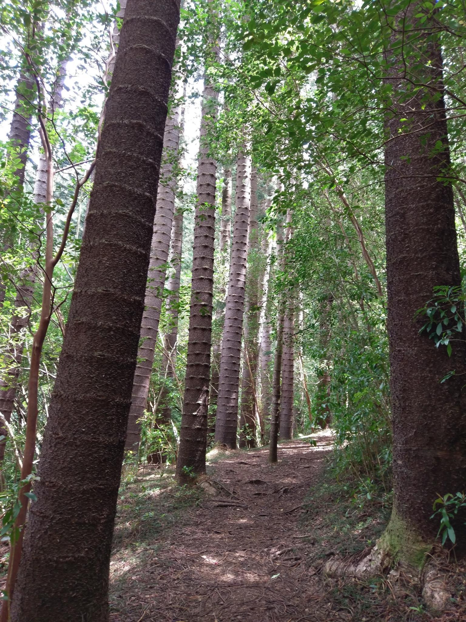 Sunlit dirt path winding through a dense forest of tall, slender trees.