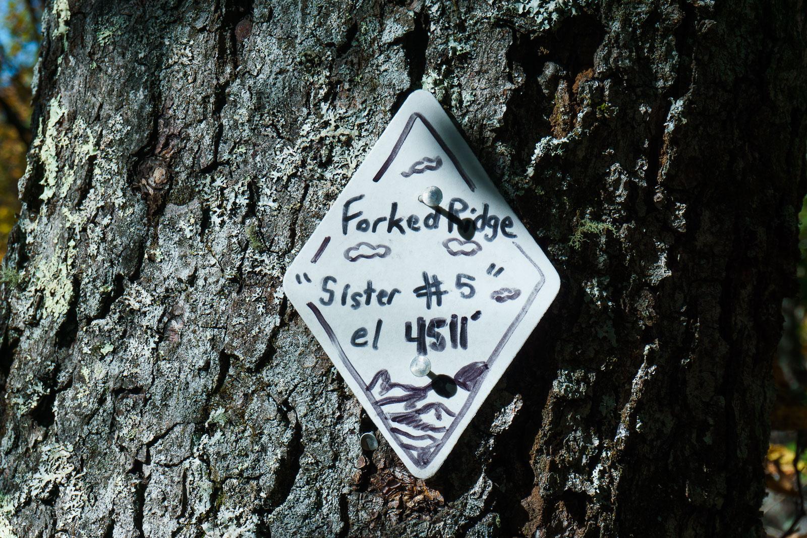 A white diamond-shaped trail marker is attached to a tree trunk in sunlight.