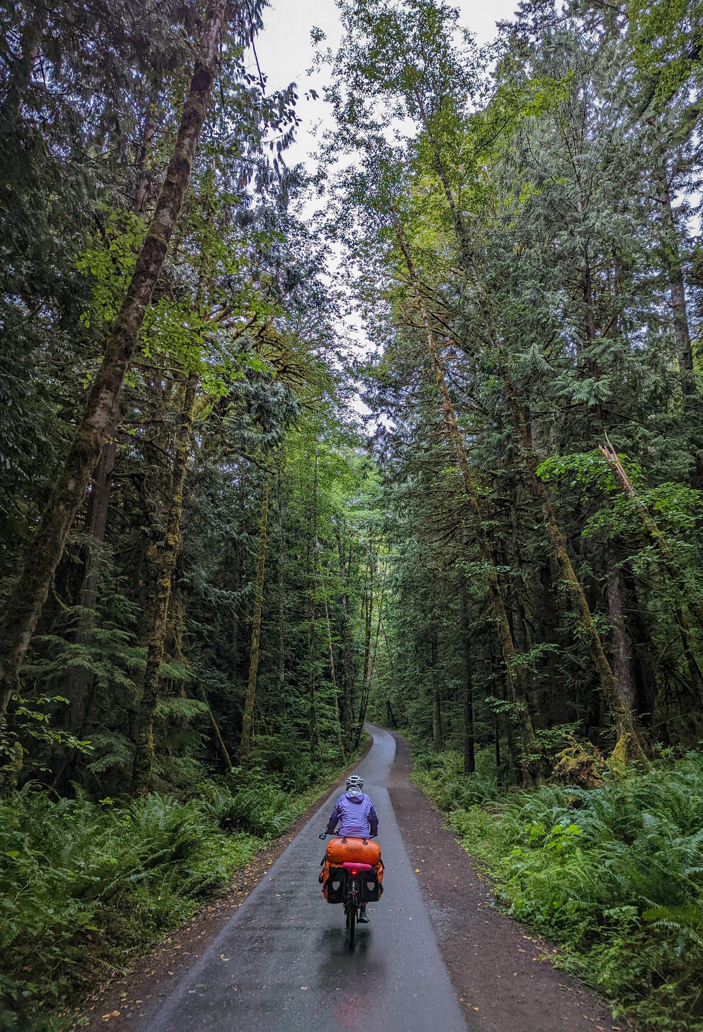 A person cycles on a paved path through a tall, dense, green forest.
