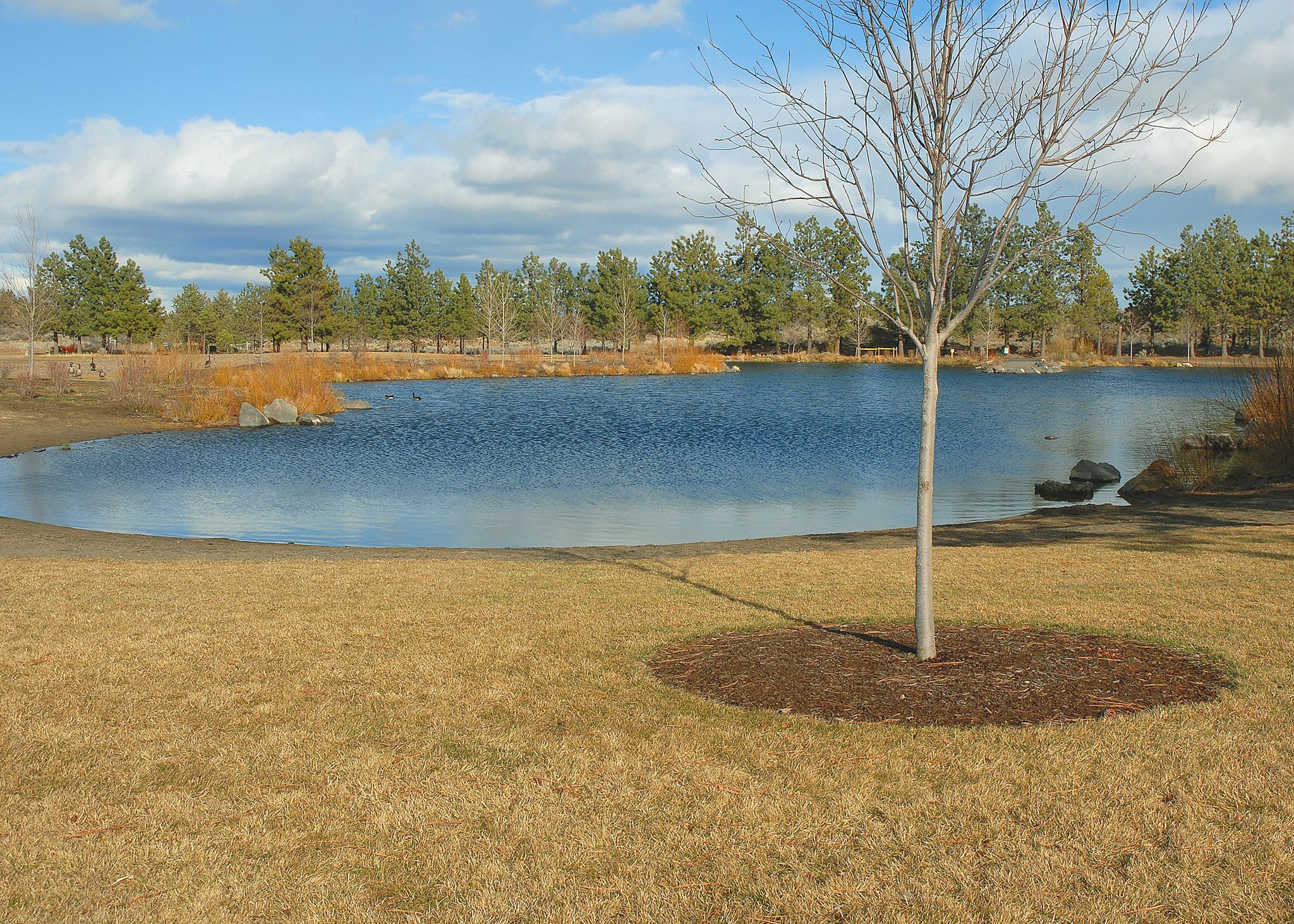 A calm pond surrounded by trees and dry grass under a partly cloudy sky. - Pine Nursery Park Path