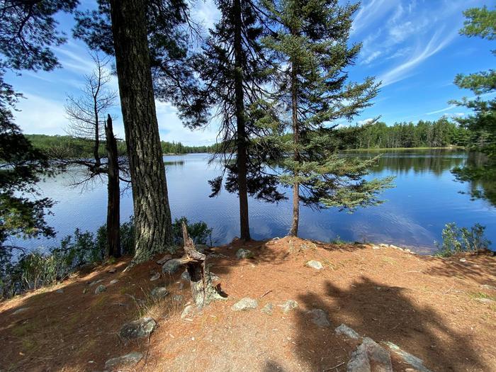Sunny view of a calm lake surrounded by tall pine trees.
