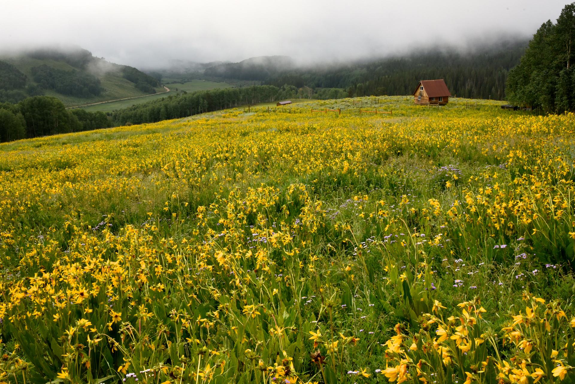 A rustic cabin in a vibrant yellow wildflower field on a misty day.