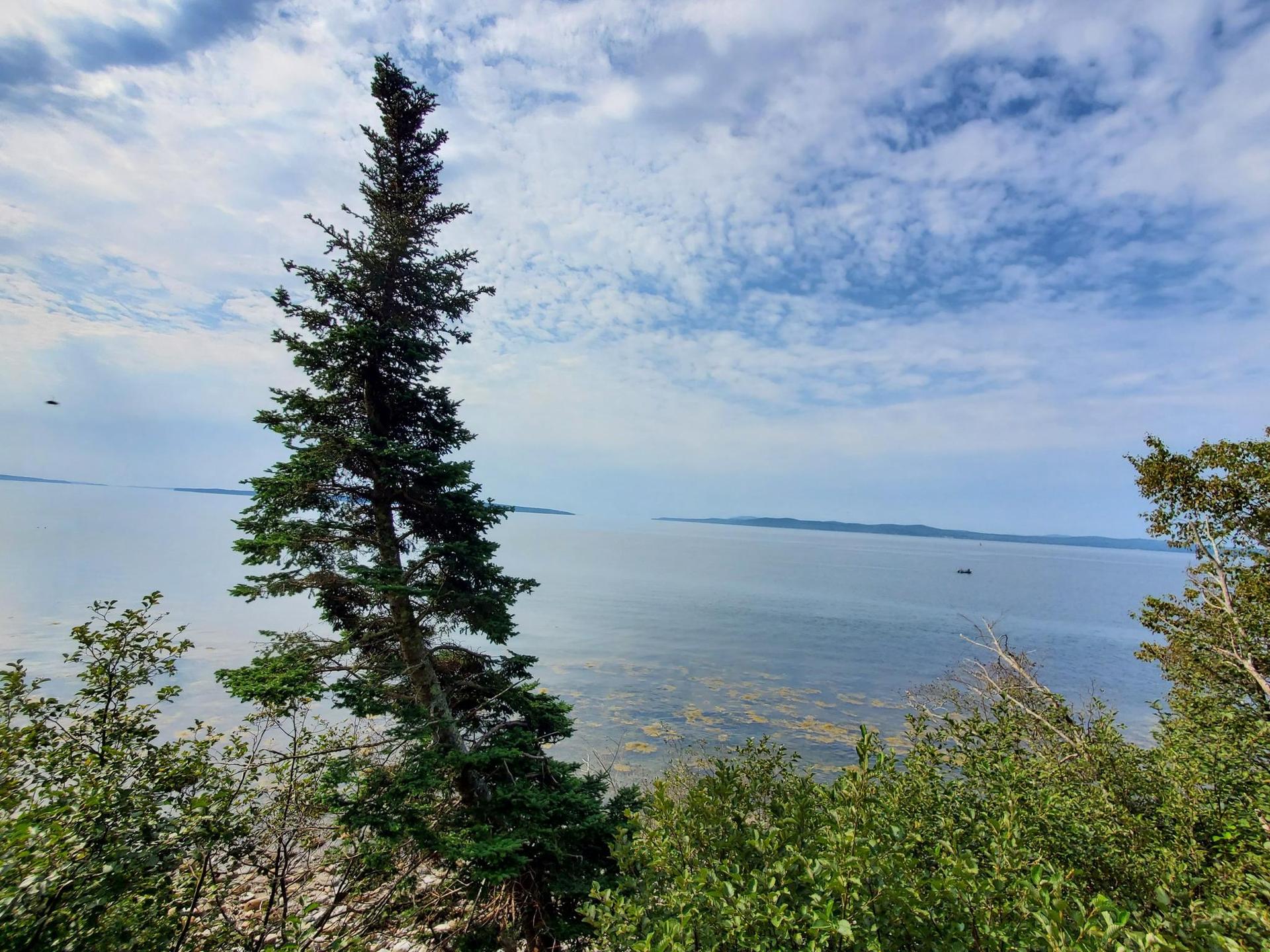 Tall evergreen tree overlooks a vast, calm body of water under a cloudy sky.