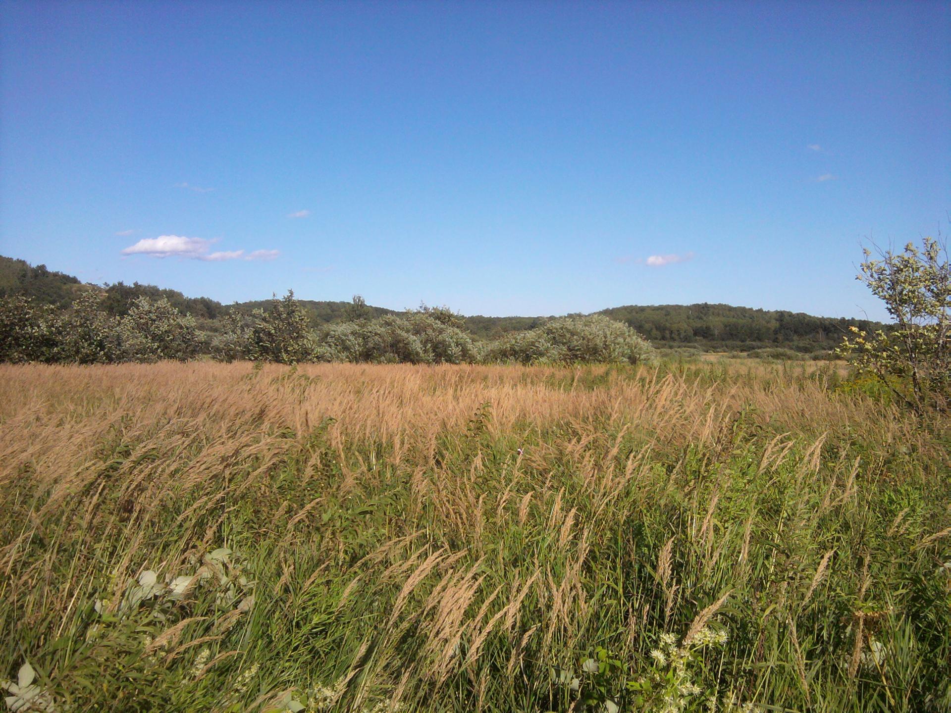 Expansive golden and green grass field under a bright blue sky.
