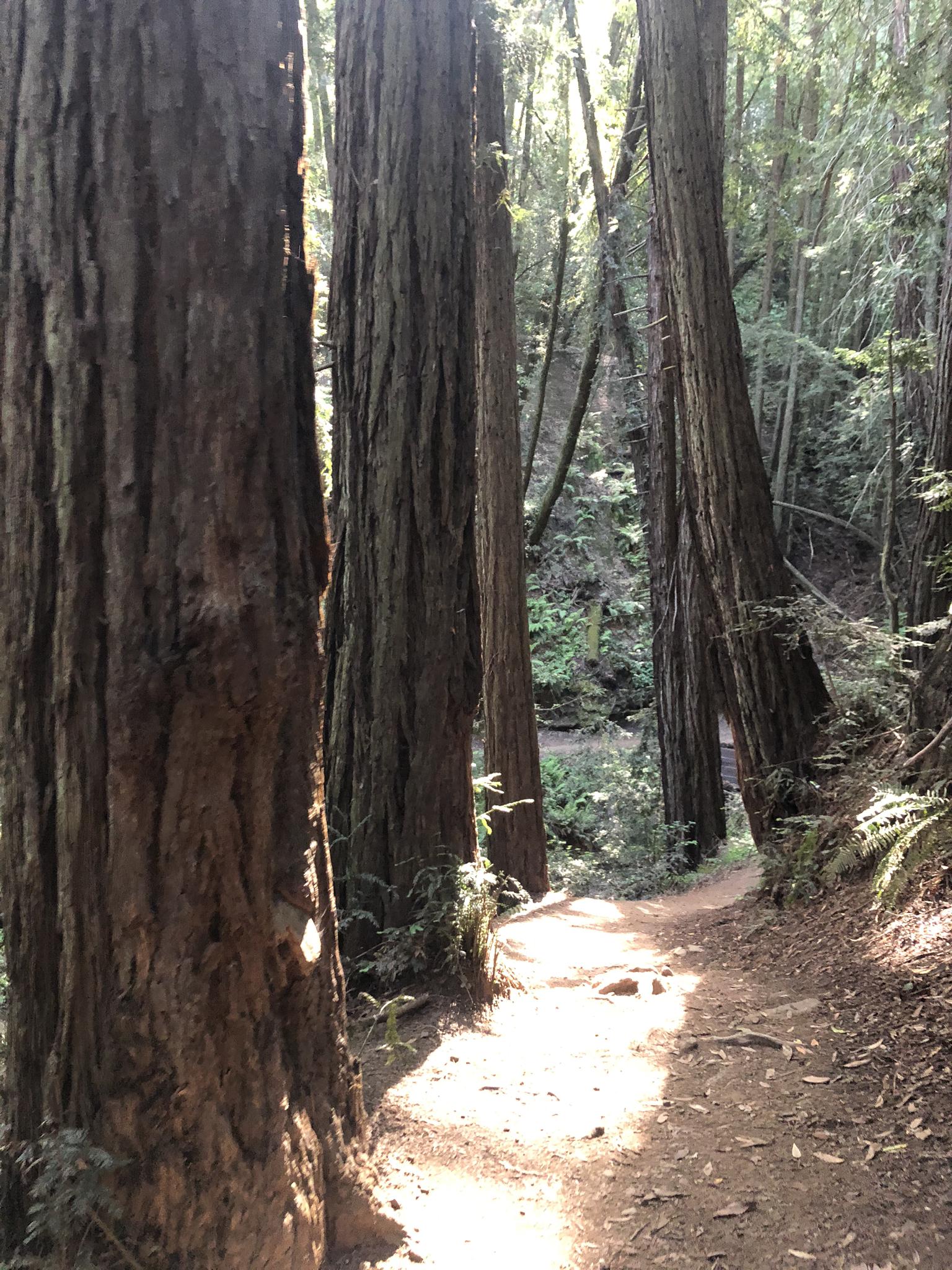 Sunbeams illuminate a narrow dirt path winding through tall, ancient tree trunks.