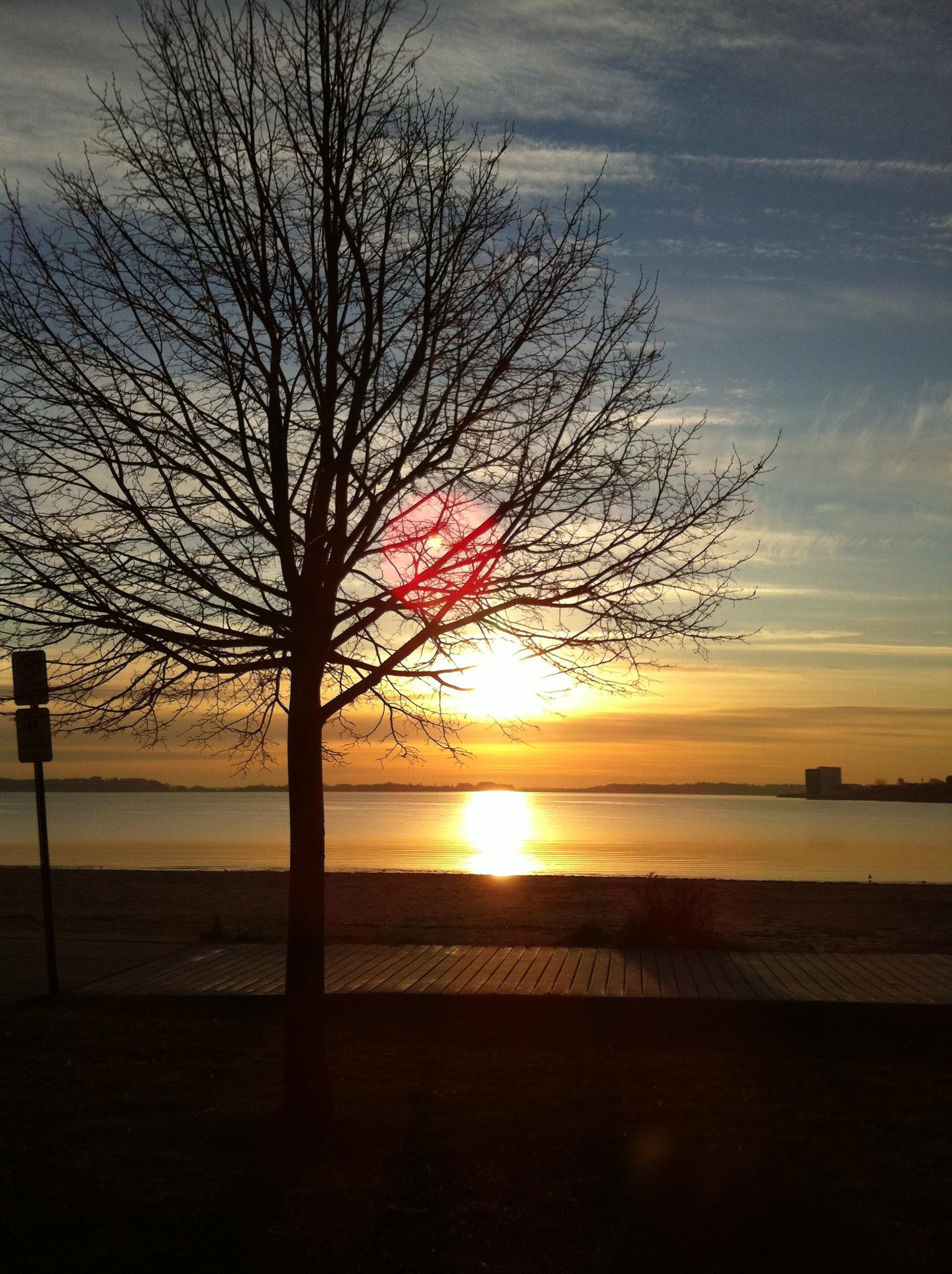 A bare tree stands silhouetted against a bright sunset over water.