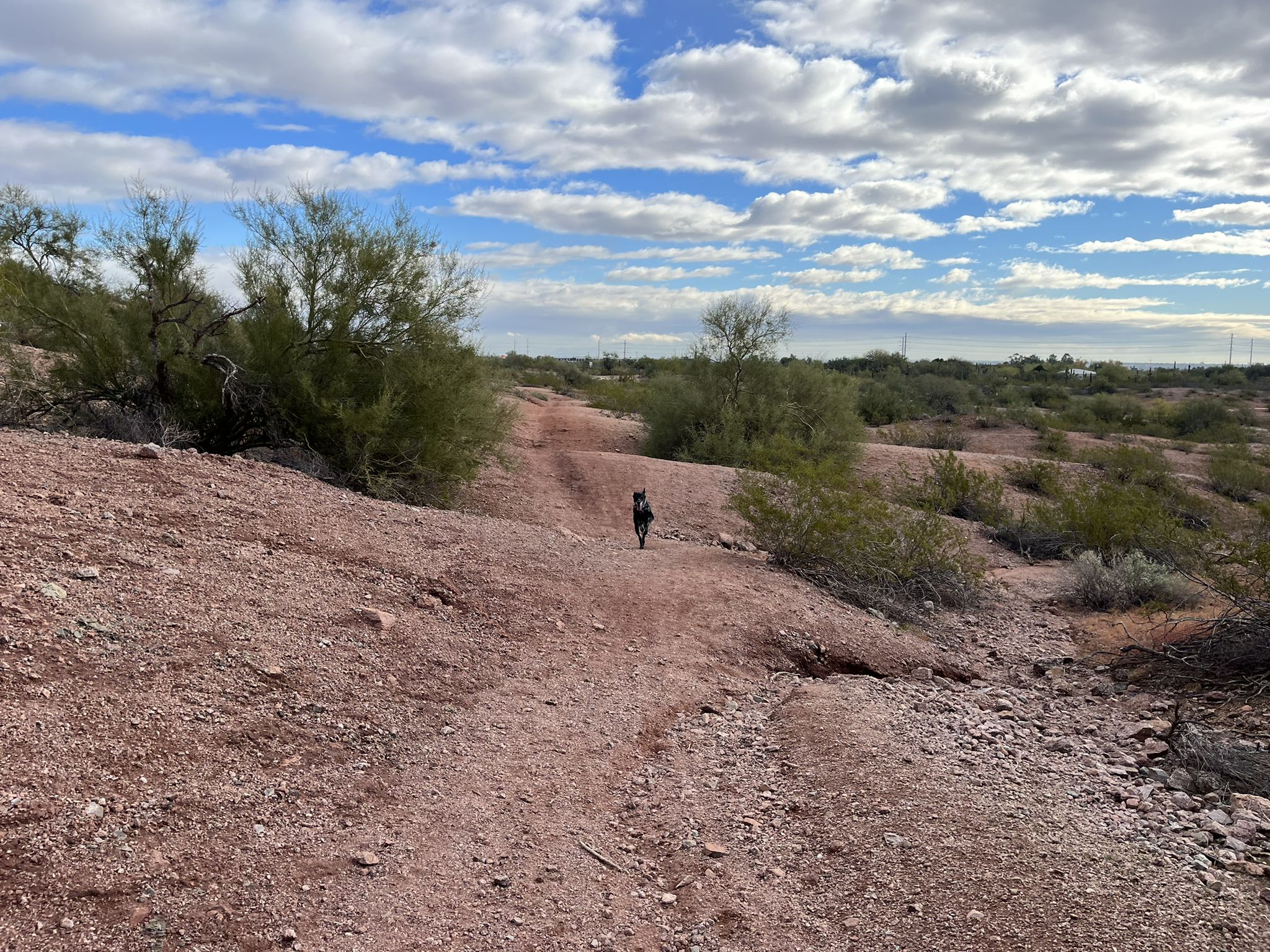 A black dog walks on a red dirt path under a cloudy sky. - Double Butte Loop Trail