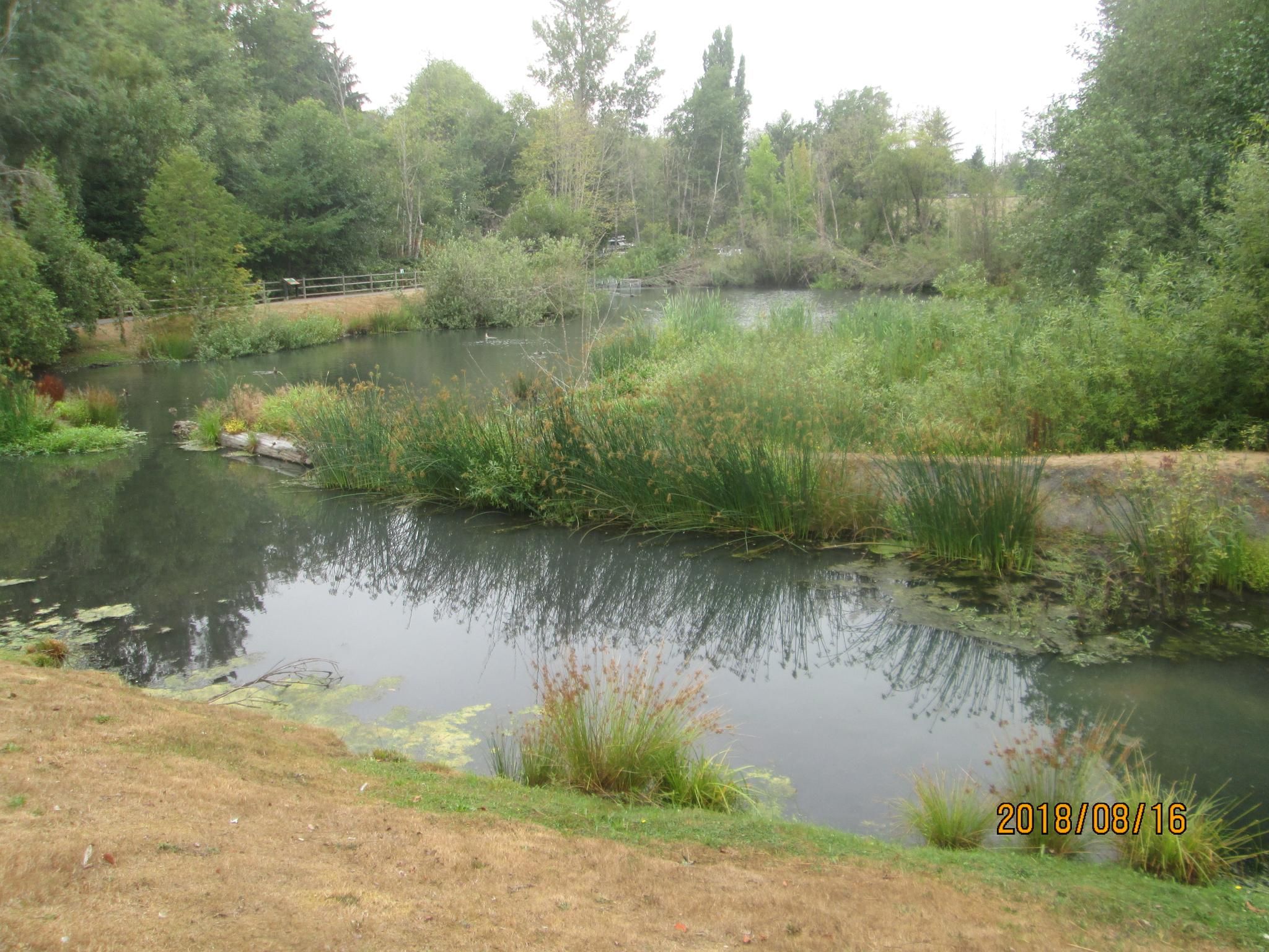 Calm pond surrounded by lush green reeds and trees under diffused light. - North Creek Trail loop from Mariner High School